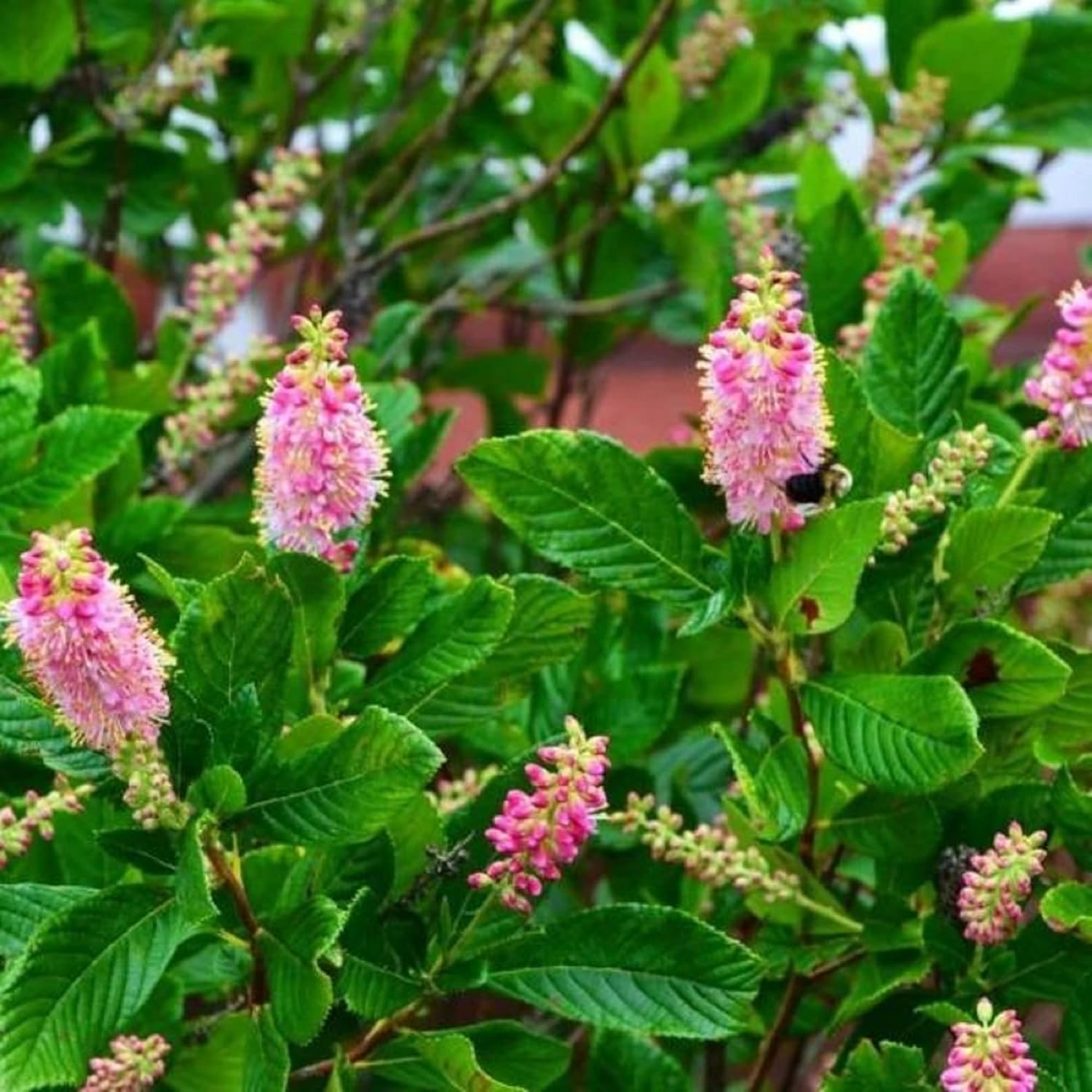 CHUXAY GARDEN Pink Clethra Alnifolia-Summersweet,Coastal Sweetpepperbush 20 semillas a las abejas y mariposas les encanta