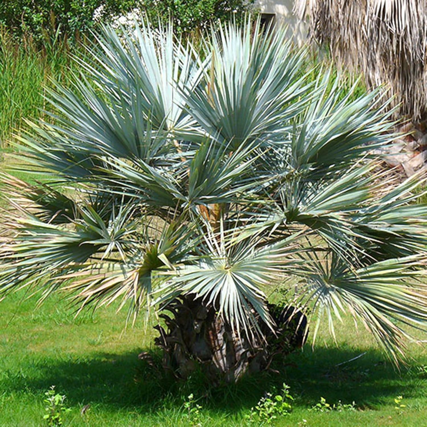 QAUZUY GARDEN 7 piezas de palmera azul mexicana (Brahea Armata) semillas de palma de Hesper azul llamativas, árbol perenne sin OMG, semillas de