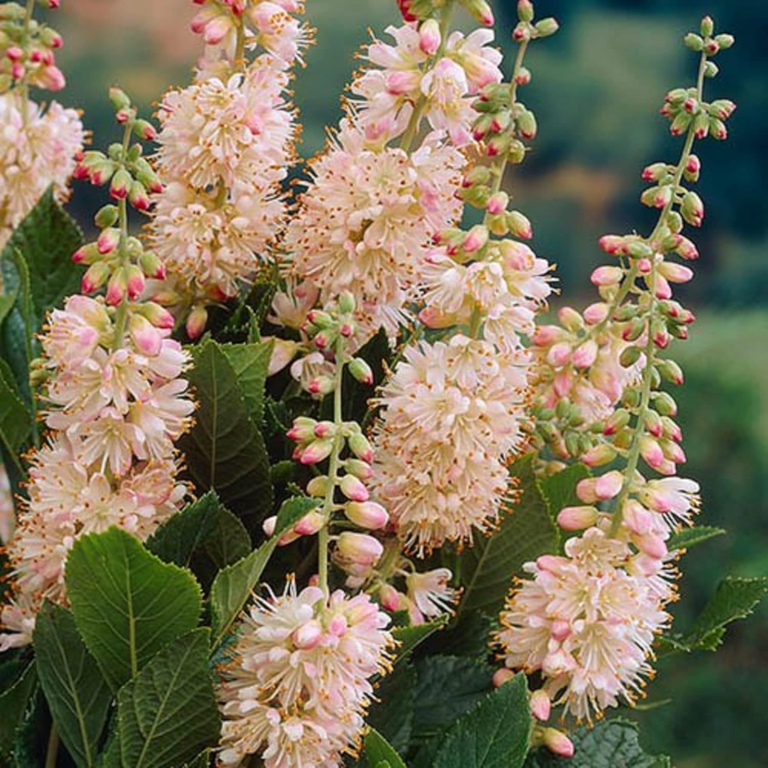 CHUXAY GARDEN Pink Clethra Alnifolia-Summersweet,Coastal Sweetpepperbush 20 semillas a las abejas y mariposas les encanta