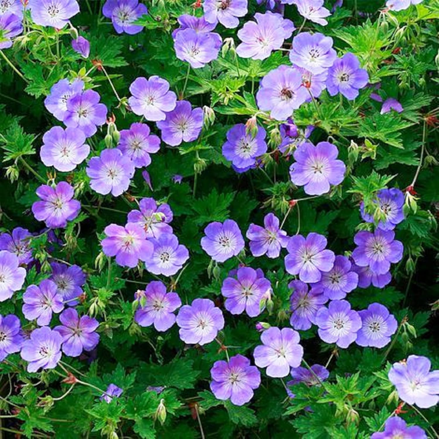 CHUXAY GARDEN Semillas de geranio ‘Rozanne’, 55 piezas de semillas de flores de geranio, resistentes y encantadoras, plantas de flores moradas,