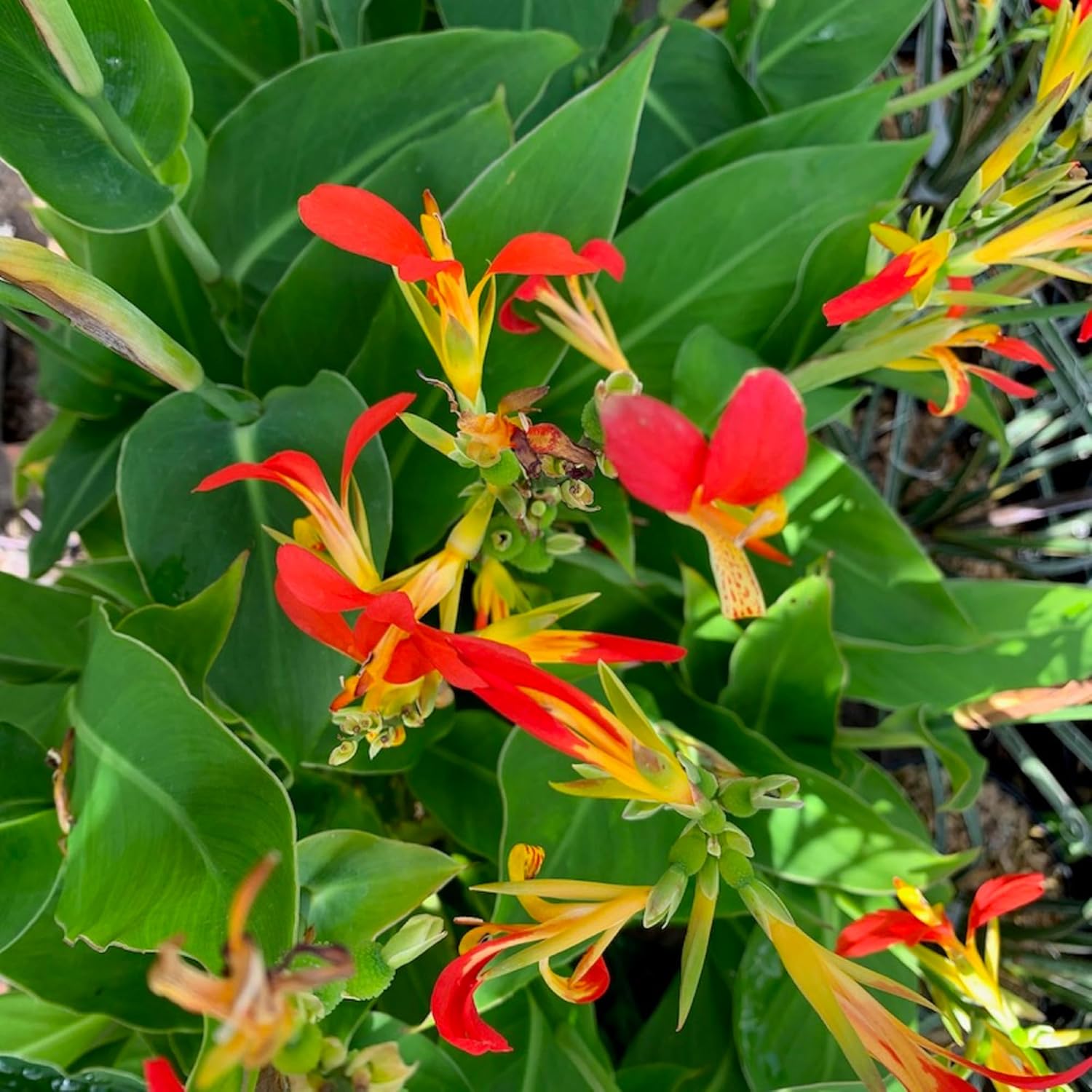 CHUXAY GARDEN Canna Edulis Seed – 15 semillas de arrurruz comestible raíz ornamental planta con flores hace un gran cultivo alimentario