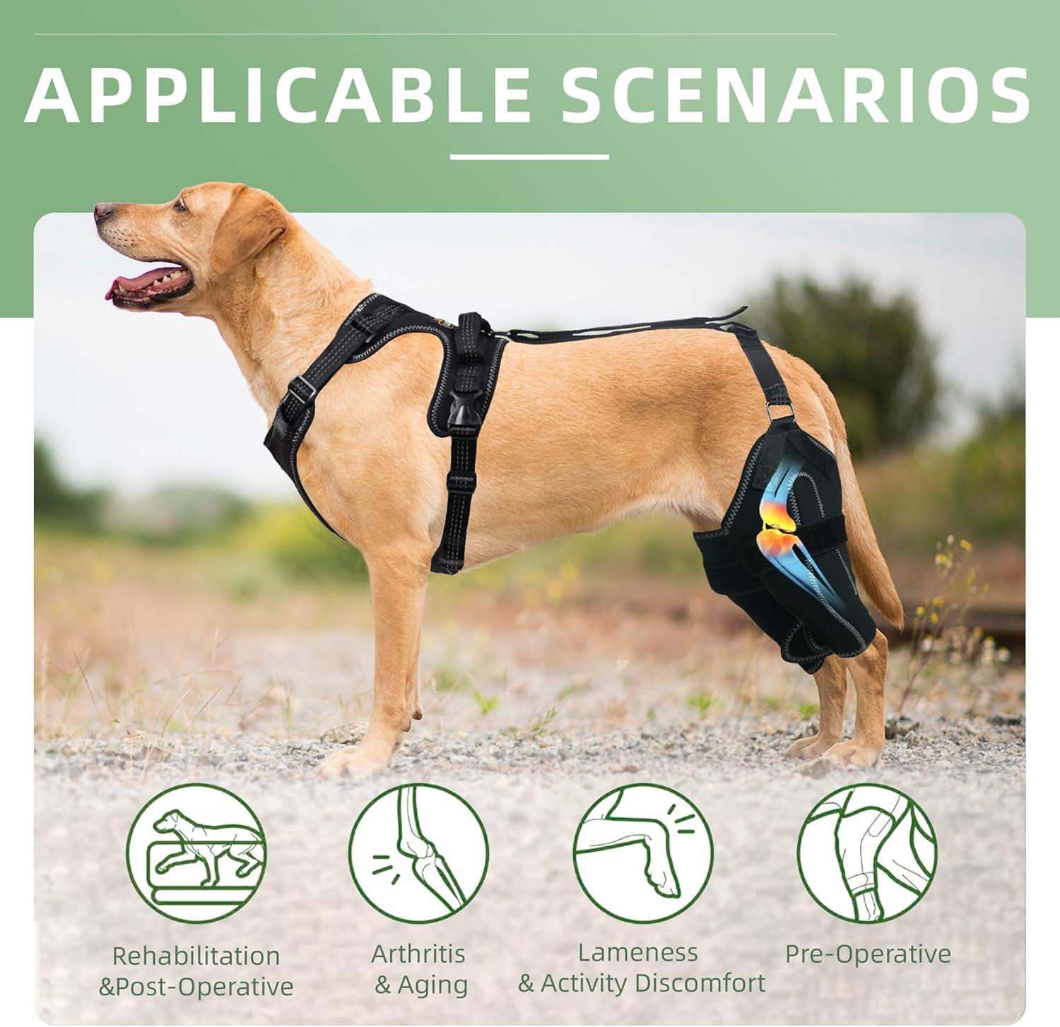 LISPOO – Rodillera para perro para pierna trasera desgarrada, rótula luxante, ligamento cruzado, rodillera para perro Acl soporte de pierna trasera