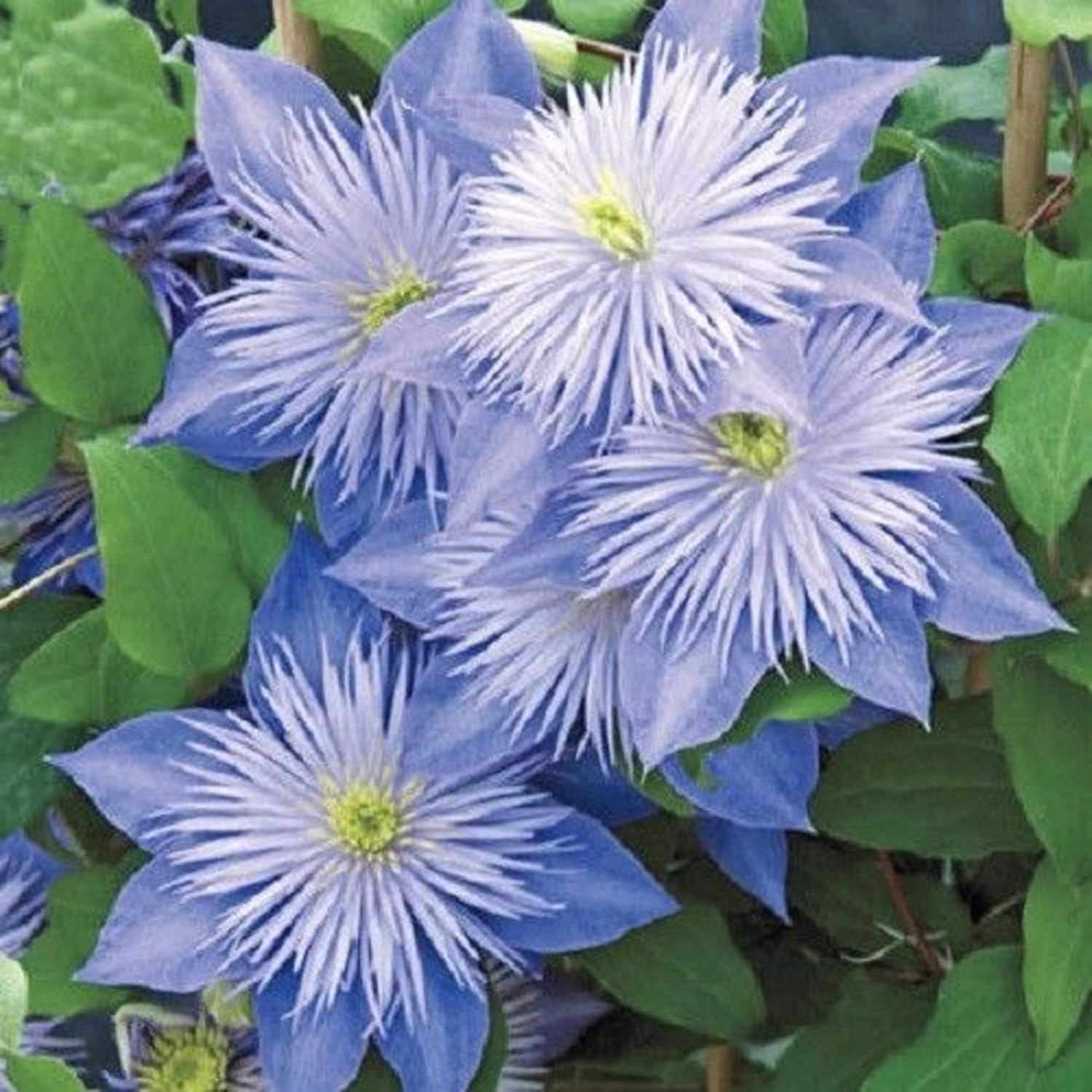 50 Semillas de Clemátide Azul Claro Floración Escalada Flores Perennes Semillas Semillas Flor Vid Escalada Perenne
