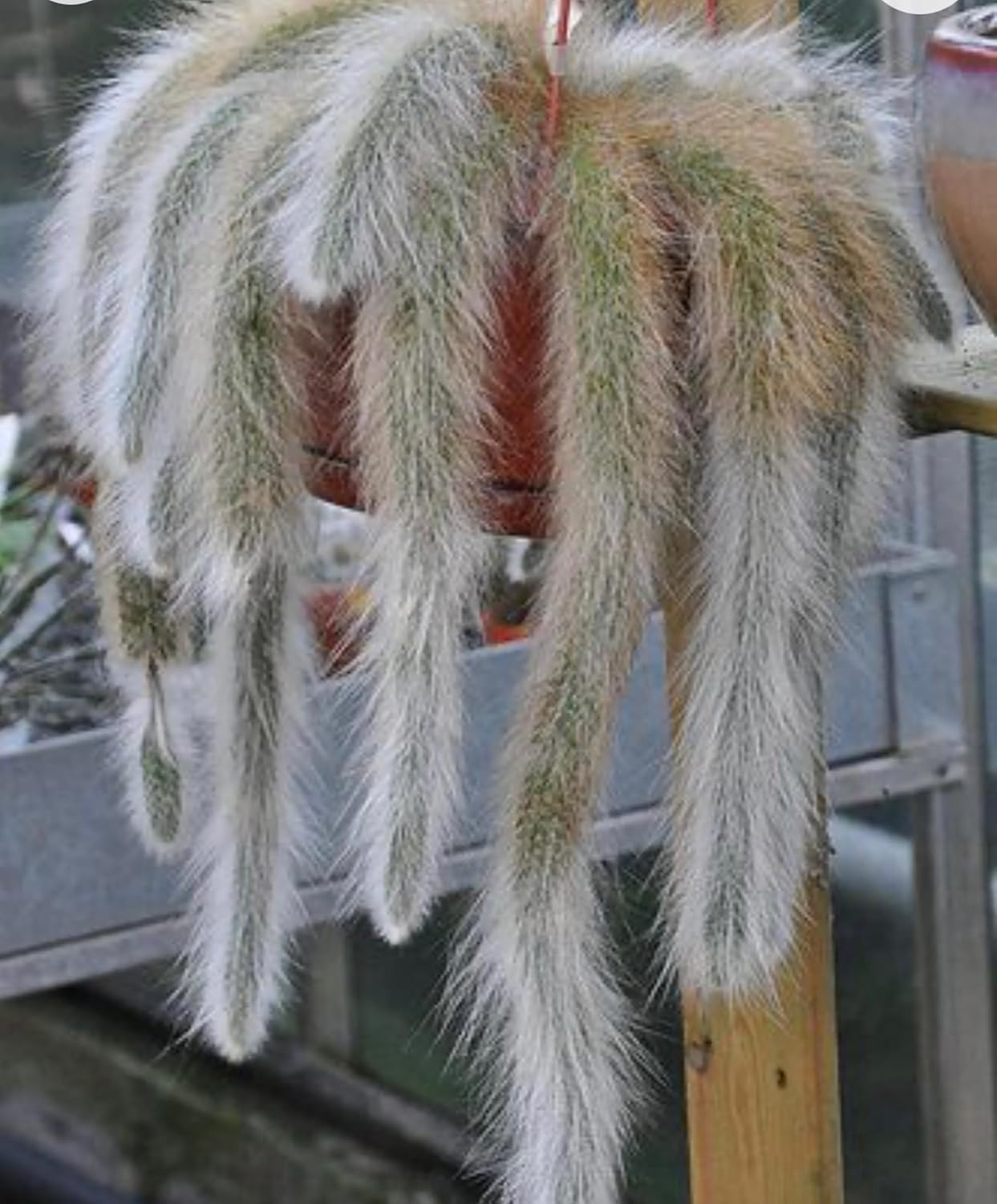 Cactus de cola de mono de 4 pulgadas (Cleistocactus Colademonis) – Fácil de cultivar en interioresexteriores, luz solar indirecta. Suelo bien