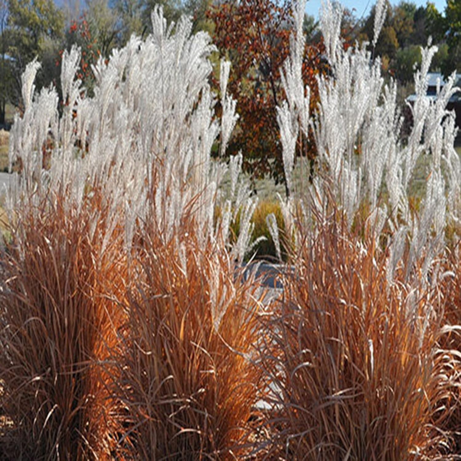 CHUXAY GARDEN Hierba perenne resistente a la llama Jocad Miscanthus Purpurascens Miscanthus Sinensis Hierba ornamental para todas las estaciones,