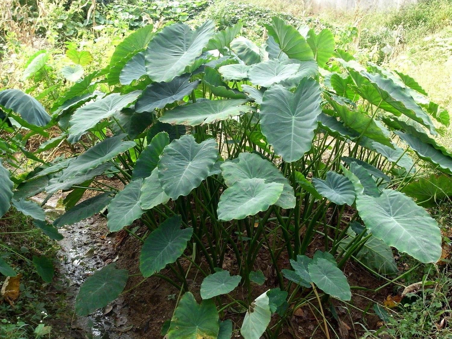 3 bombillas de oreja de elefante jumbo (Colocasia esculenta) planta tropical.
