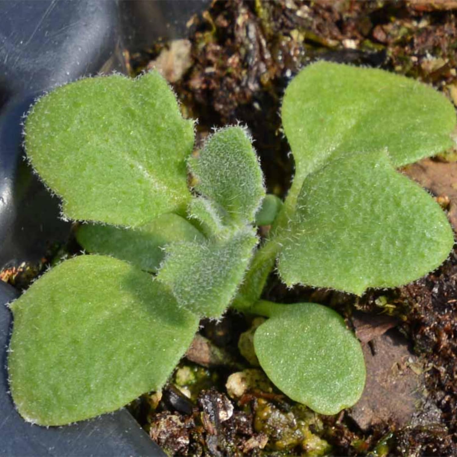 Seed Needs, Purple Rockcress Seeds  1000 semillas de reliquia para plantar Aubrieta deltoidea  Flor perenne ideal para jardines de rocas, cubierta