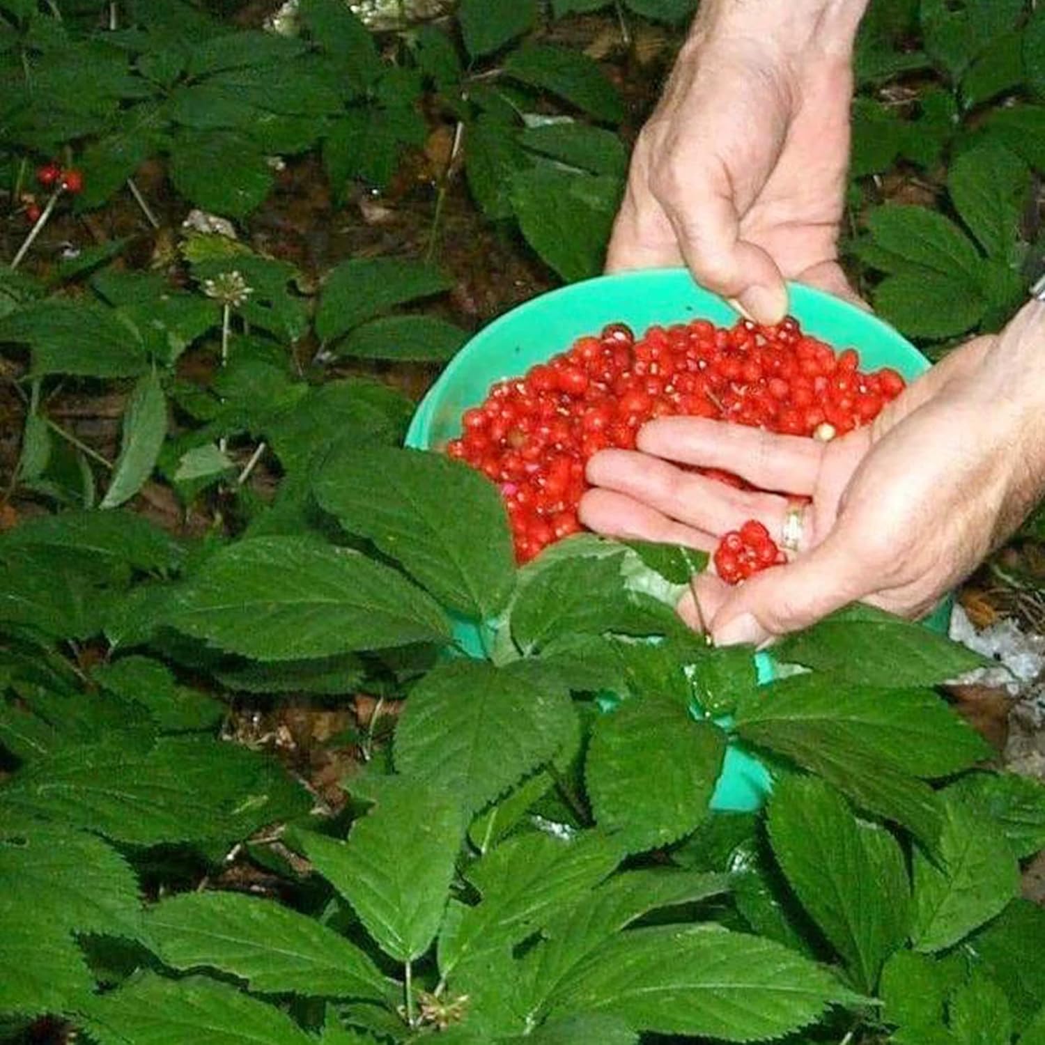QAUZUY GARDEN – 300 semillas de ginseng americano estratificadas Panax quinquefolium L, fáciles de cultivar, cultiva tu propio ginseng