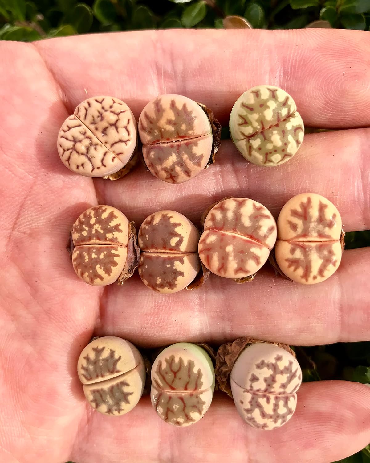 Paquete de 3 plantas vivas de piedra viva exótica de Lithops Dorotheae Mix (pequeña)