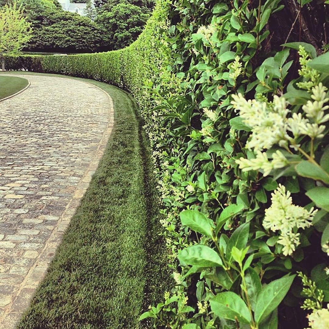 Privet de hoja rizada  Plantas de 2 galones grandes  Ligustrum Japonicum Recurvifolium  Seto de arbustos de privacidad con floración de hoja perenne