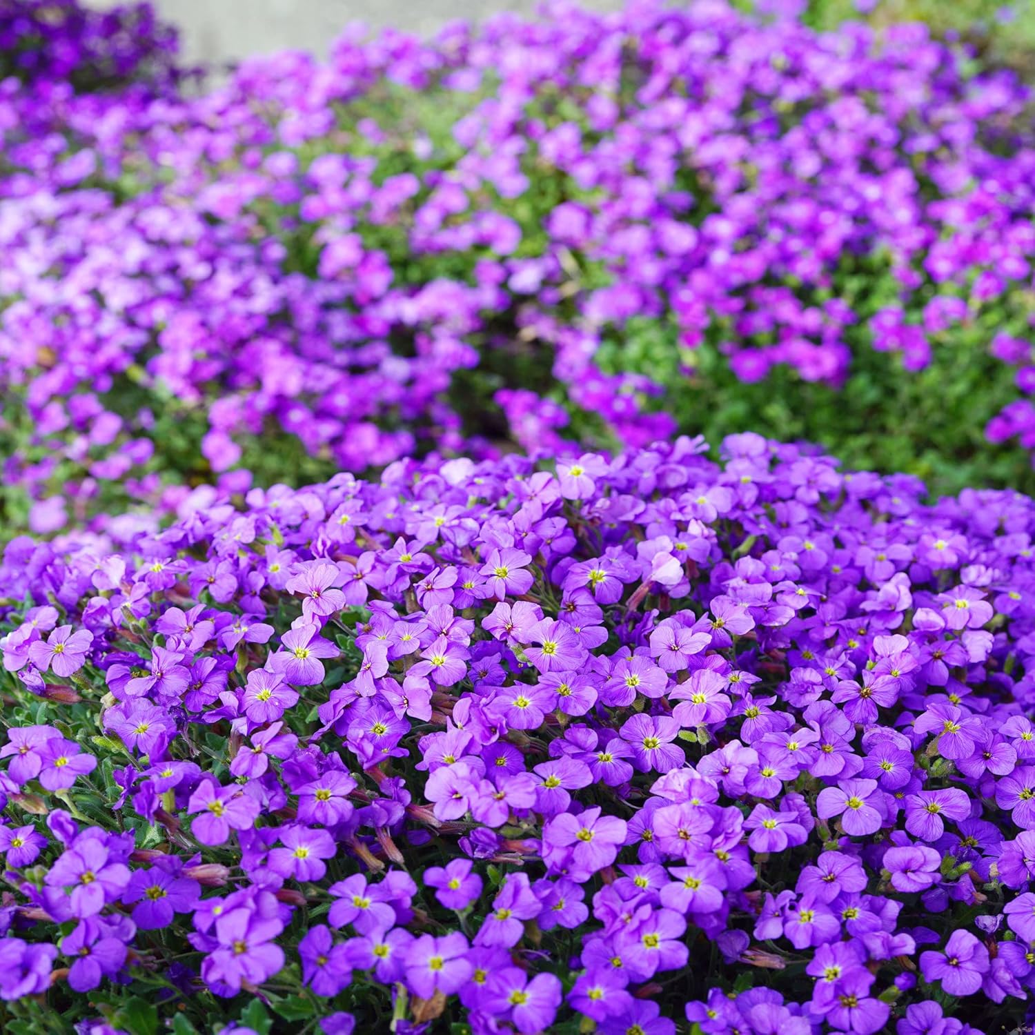 YEGAOL Garden – Semillas de berro de roca Aubrieta Deltoidea, resistentes y perennes, tolerantes a la sequía, atraen polinizadores, fácil de cuidar,