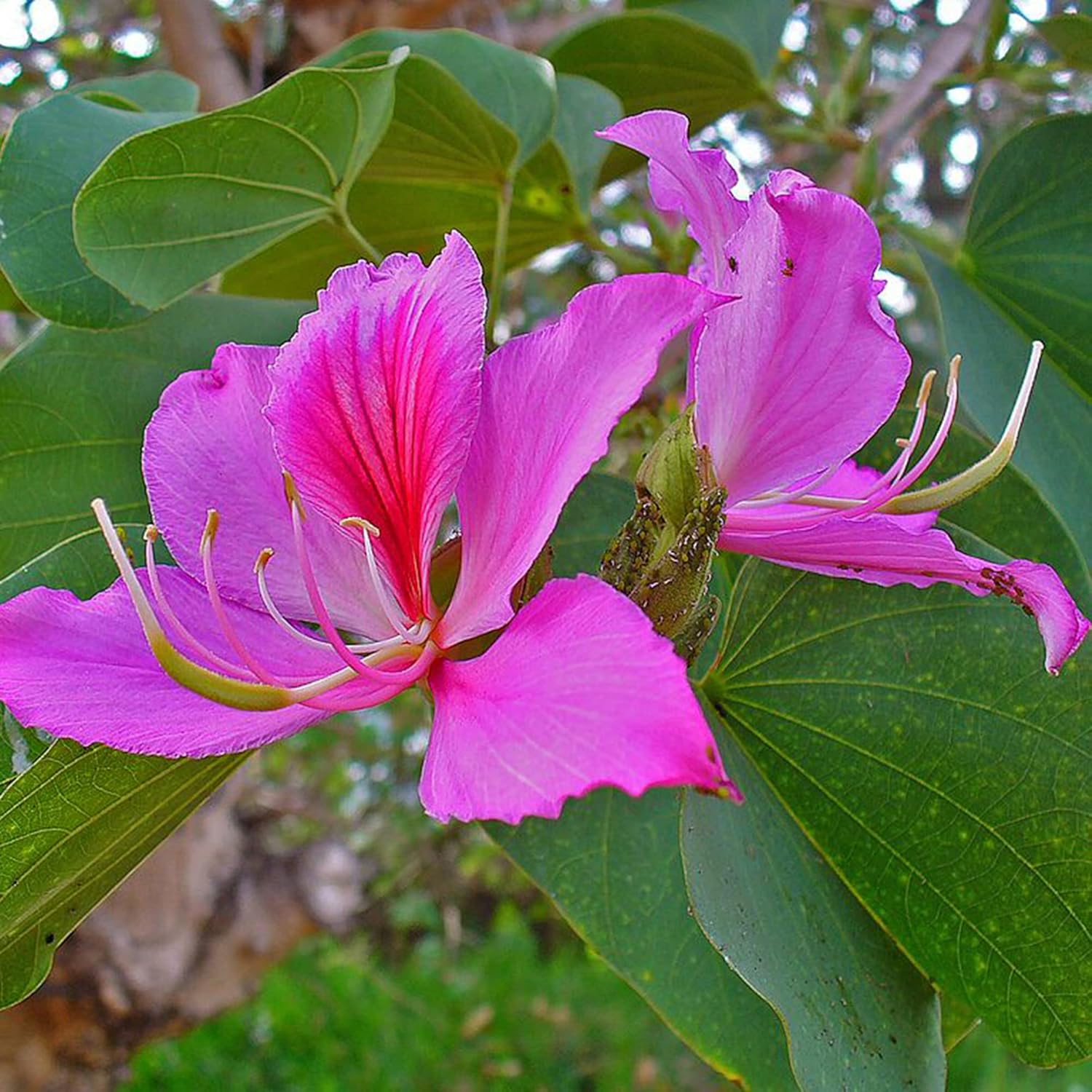 YEGAOL Garden – Semillas de orquídea, árbol de mariposas vistosas y fragantes, atraen mariposas, de bajo mantenimiento, para exteriores, 10 semillas