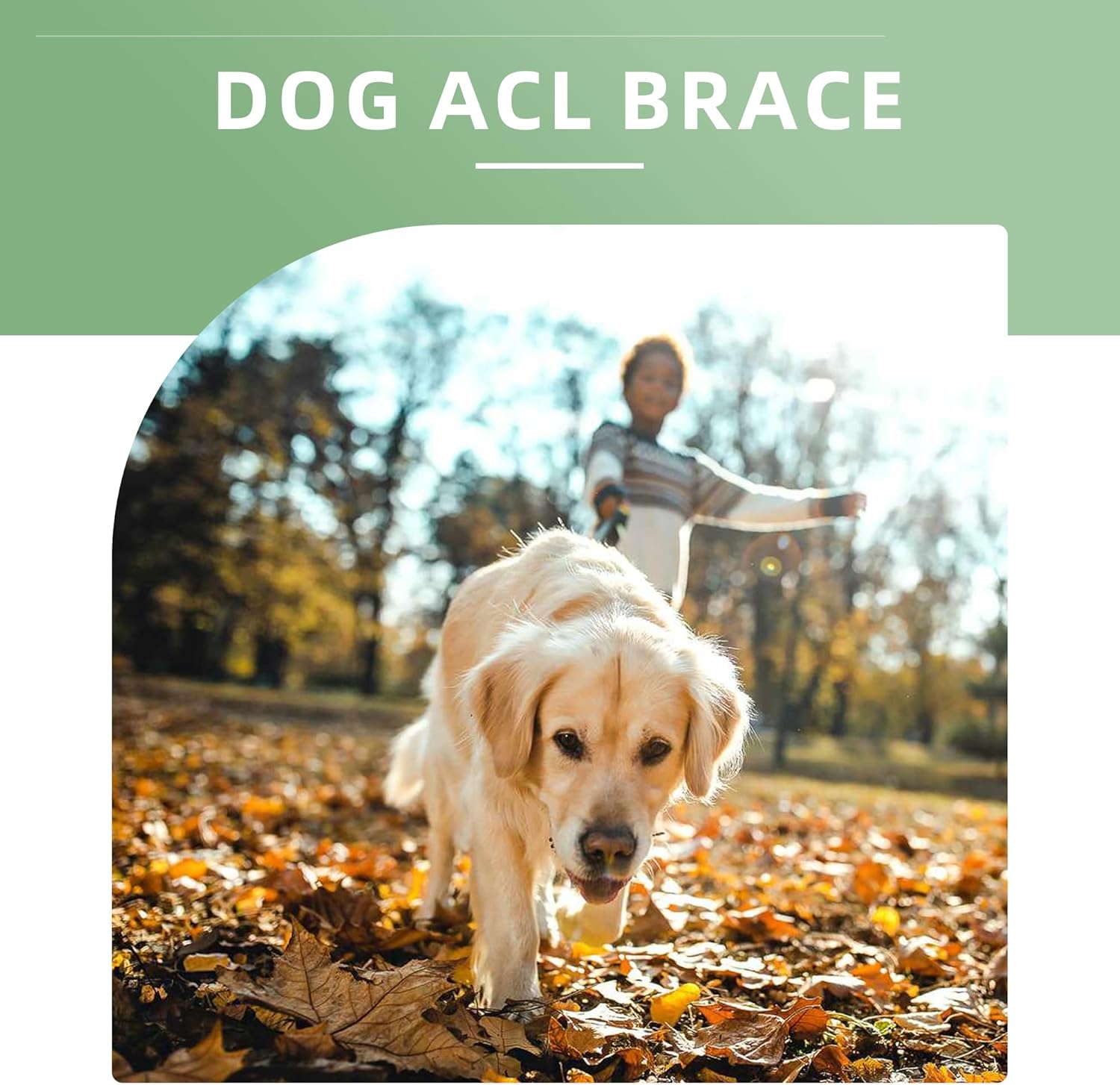LISPOO – Rodillera para perro para pierna trasera desgarrada, rótula luxante, ligamento cruzado, rodillera para perro Acl soporte de pierna trasera