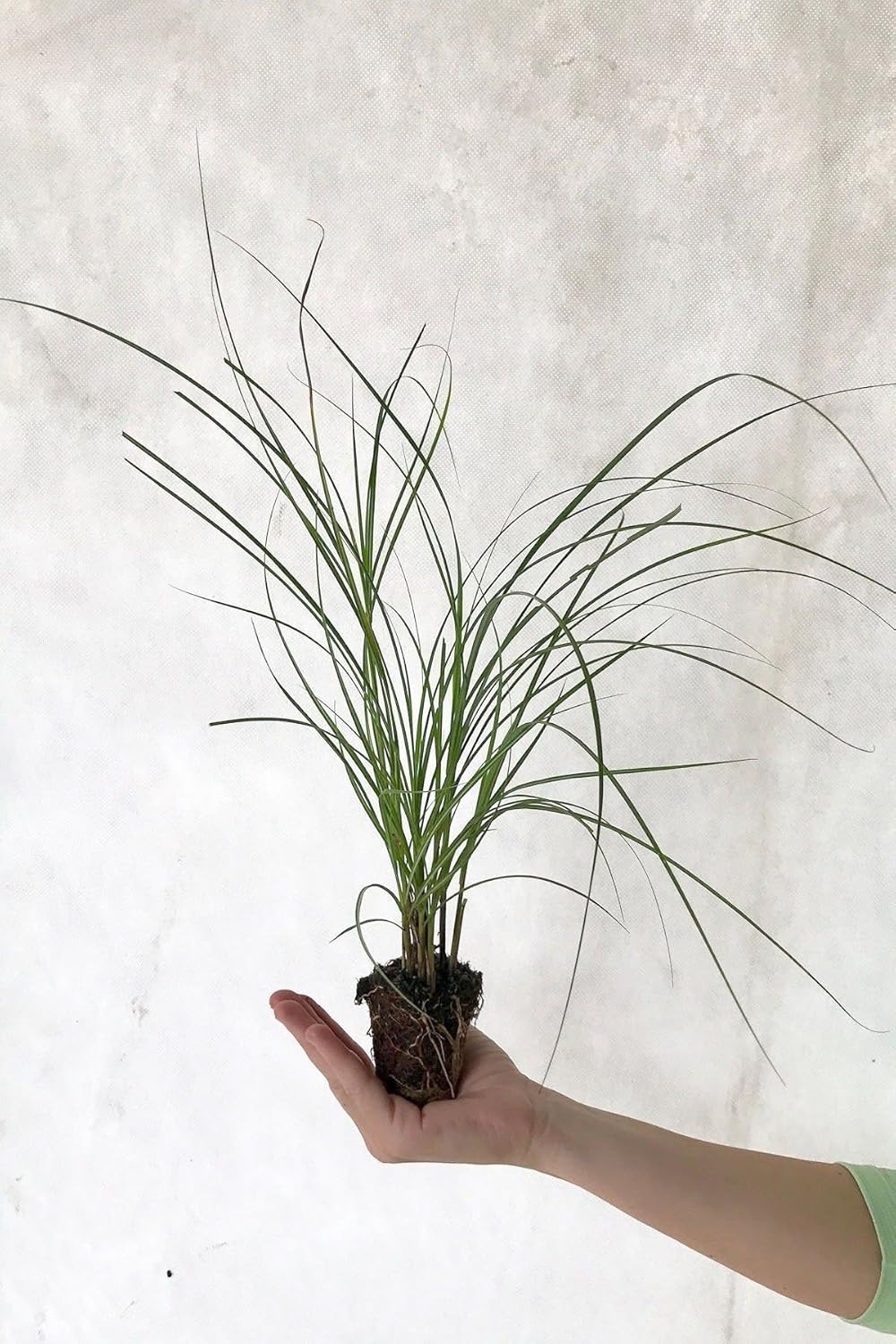Silvergrass chino, Adagio Miscanthus, hierba doncella enana (paisaje, verde, plata, hierba, plumas) (Barco AZ CA), 3 galones