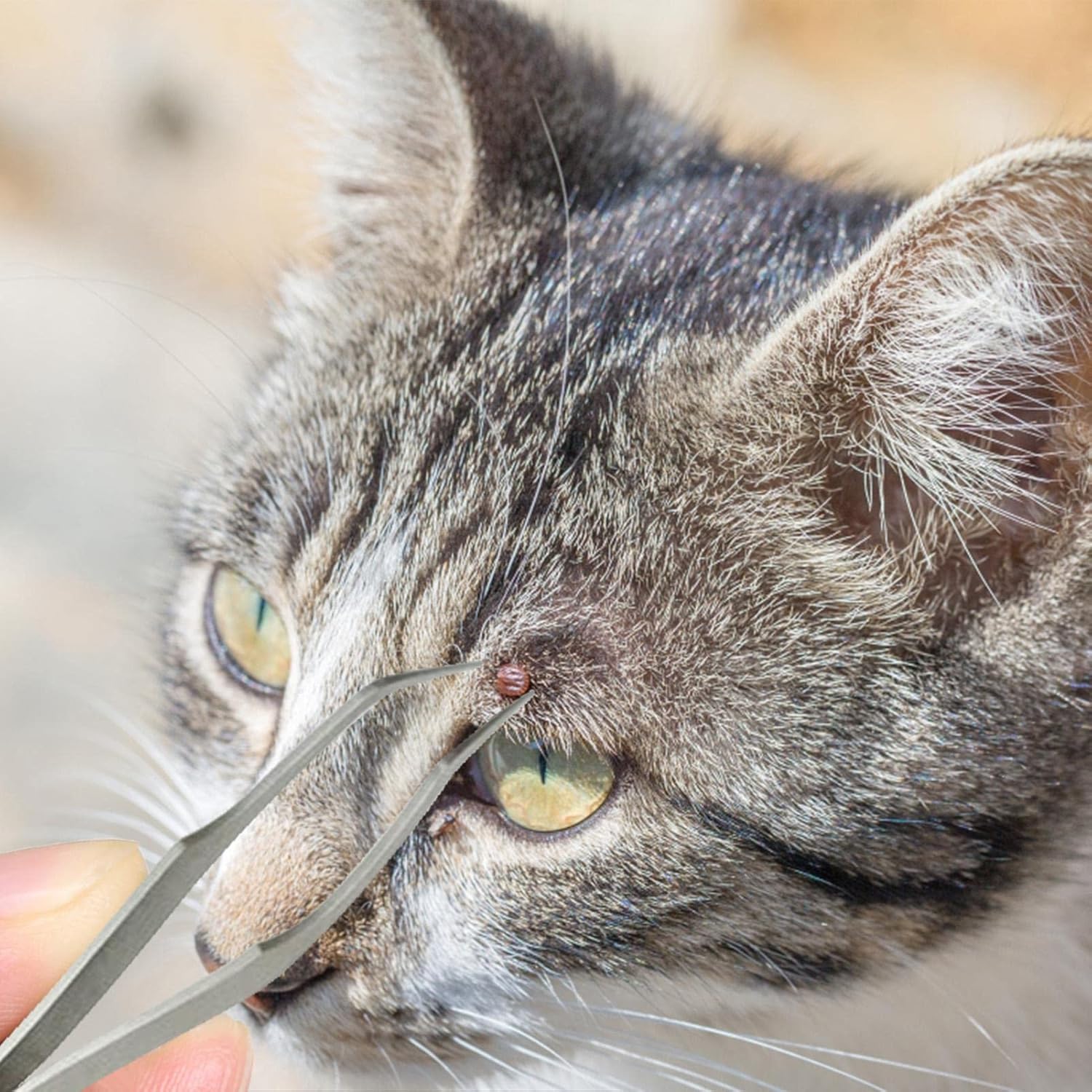 Herramienta de eliminación de garrapatas 2 en 1 para mascotas, pinzas profesionales de garrapatas de acero inoxidable para perros, gatos y seres