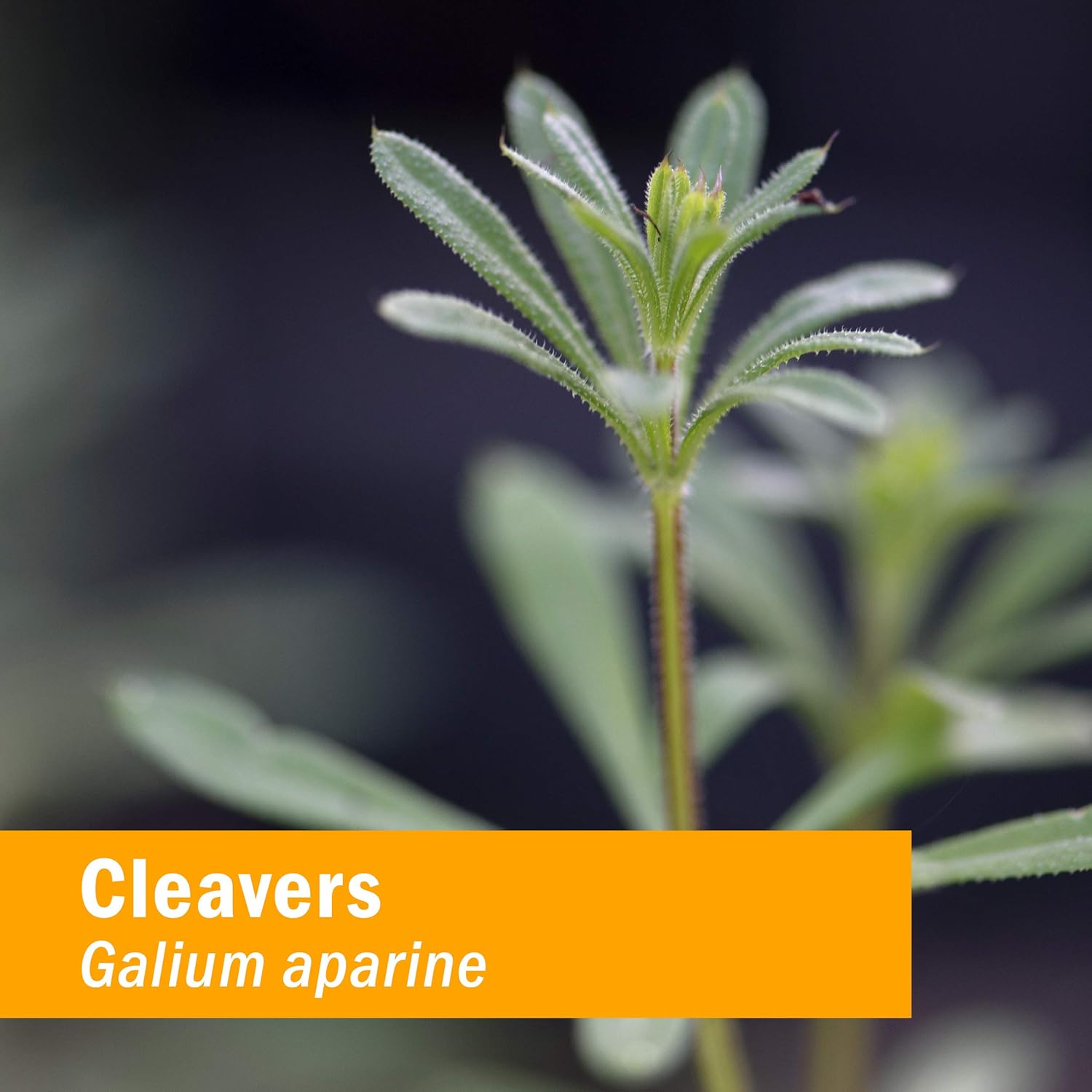 Herb Pharm Cleavers Extracto Líquido – 1 Oz (DCLEAV01)