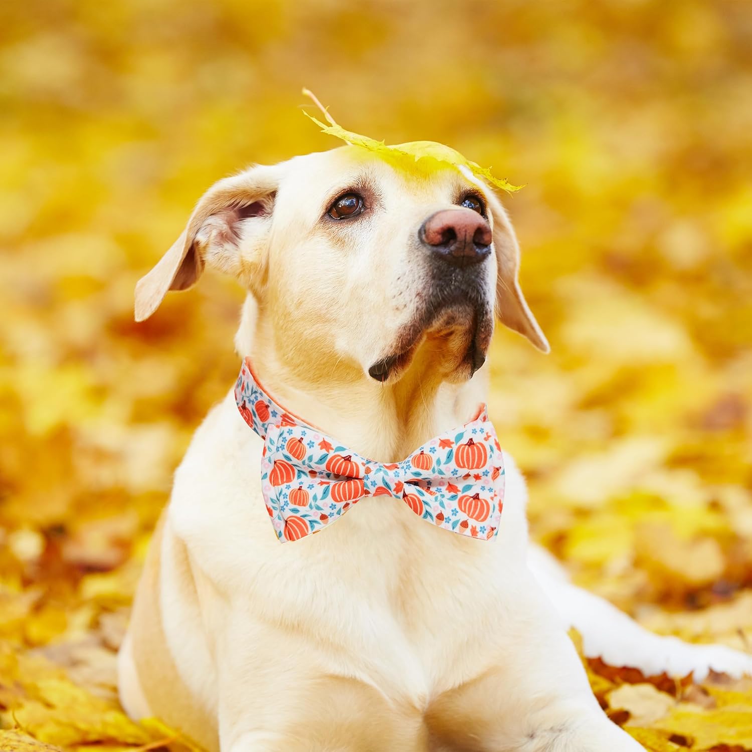 Collar de calabaza de otoño para perro con pajarita, collar festivo de cosecha de otoño de Acción de Gracias para niños pequeños y niñas, mascotas