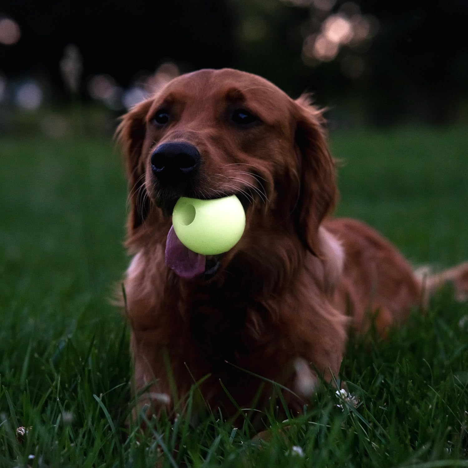 Harry Barker Bolas de goma y palo de goma para masticar, hueso de goma para perros, bolas brillantes de 2.5 pulgadas