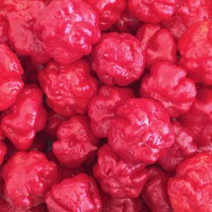 Wayland Chiles Aji Dulce cultivado en y envía a los Estados Unidos (Aji Dulce I) 10 semillas Wayland Chiles Aji Dulce cultivado en y envía a los Estados Unidos (Aji Dulce I) 10 semillas