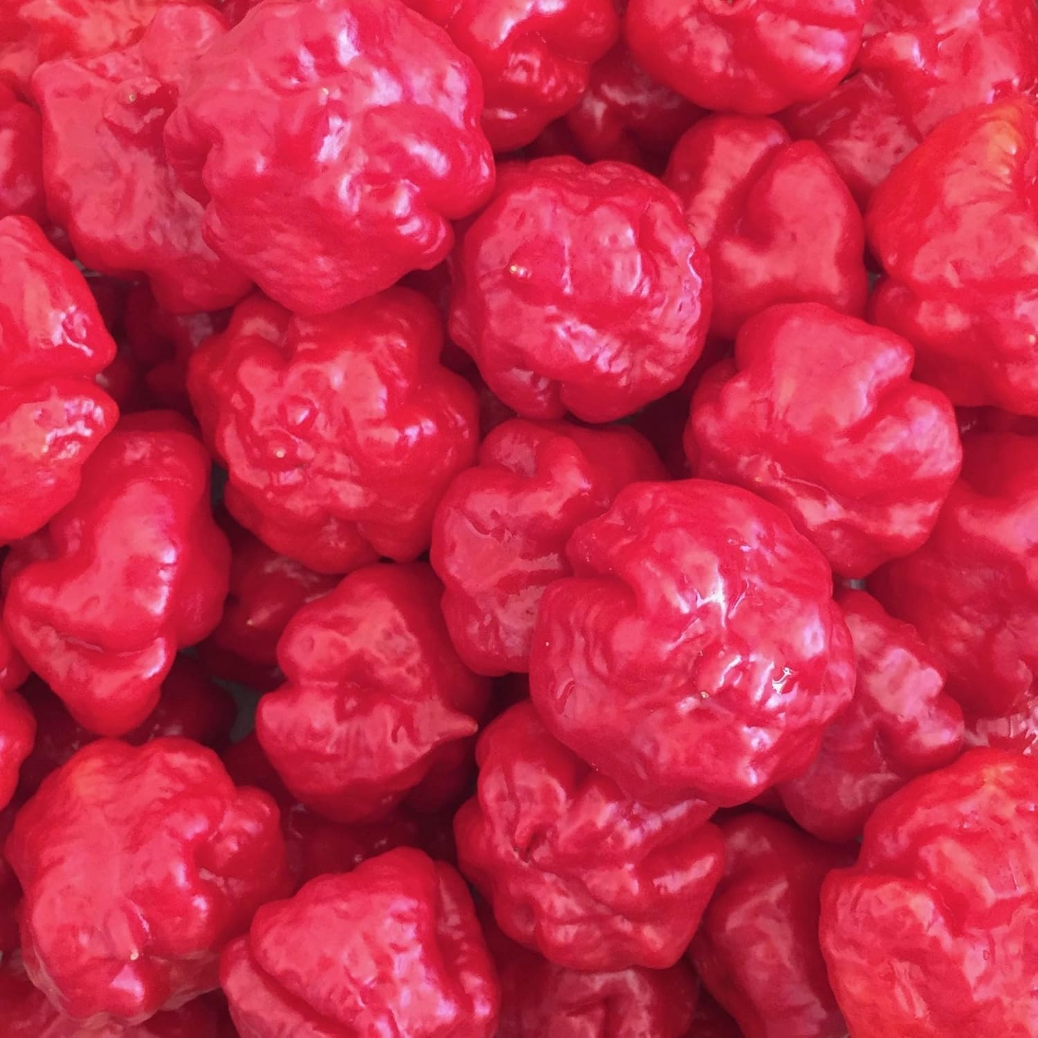 Wayland Chiles Aji Dulce cultivado en y envía a los Estados Unidos (Aji Dulce I) 10 semillas