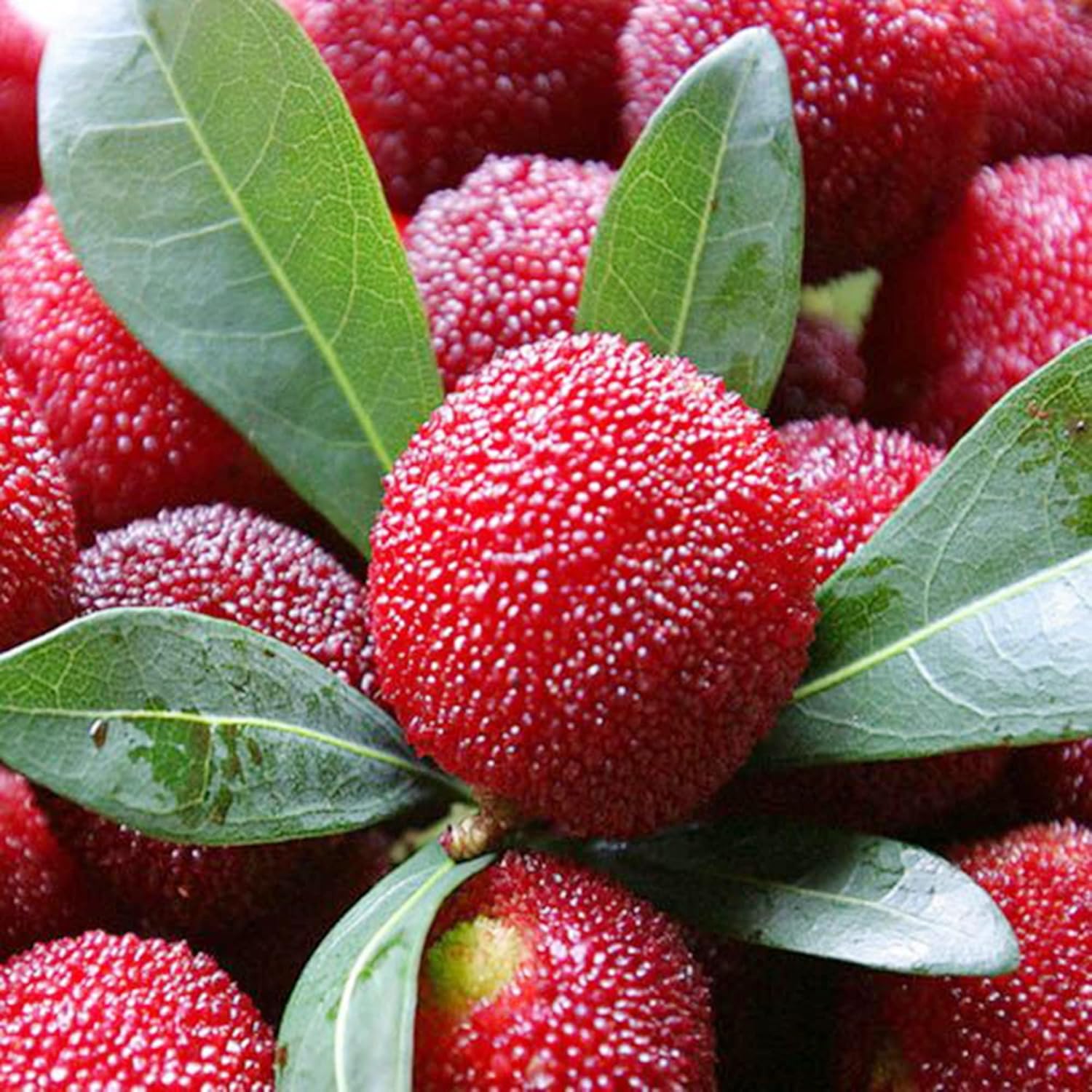 QAUZUY GARDEN 15 semillas de Myrica Rubra (bayberry rojo) de primera calidad, semillas de frutas tradicionales sin OMG para plantar jardín al aire