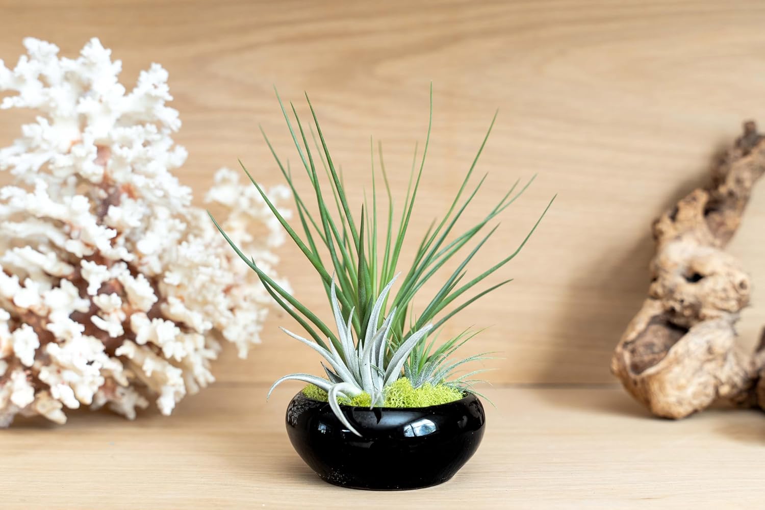 Air Plant Shop Plato de planta de aire Tillandsia totalmente ensamblado en contenedor esmaltado negro, al por mayor y a granel, suculentas –
