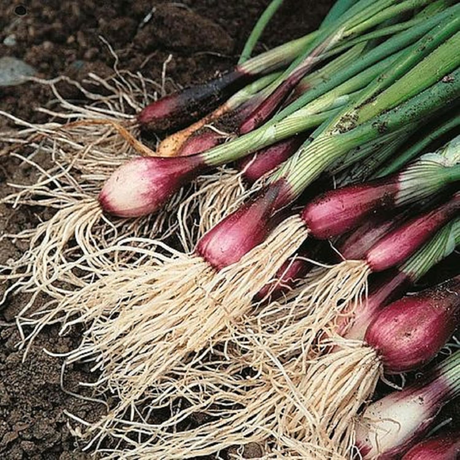 CHUXAY GARDEN Semilla de cebolla Apache 1000 semillas perennes resistentes planta de cebolla comestible verde vegetal exótico encanto condimento