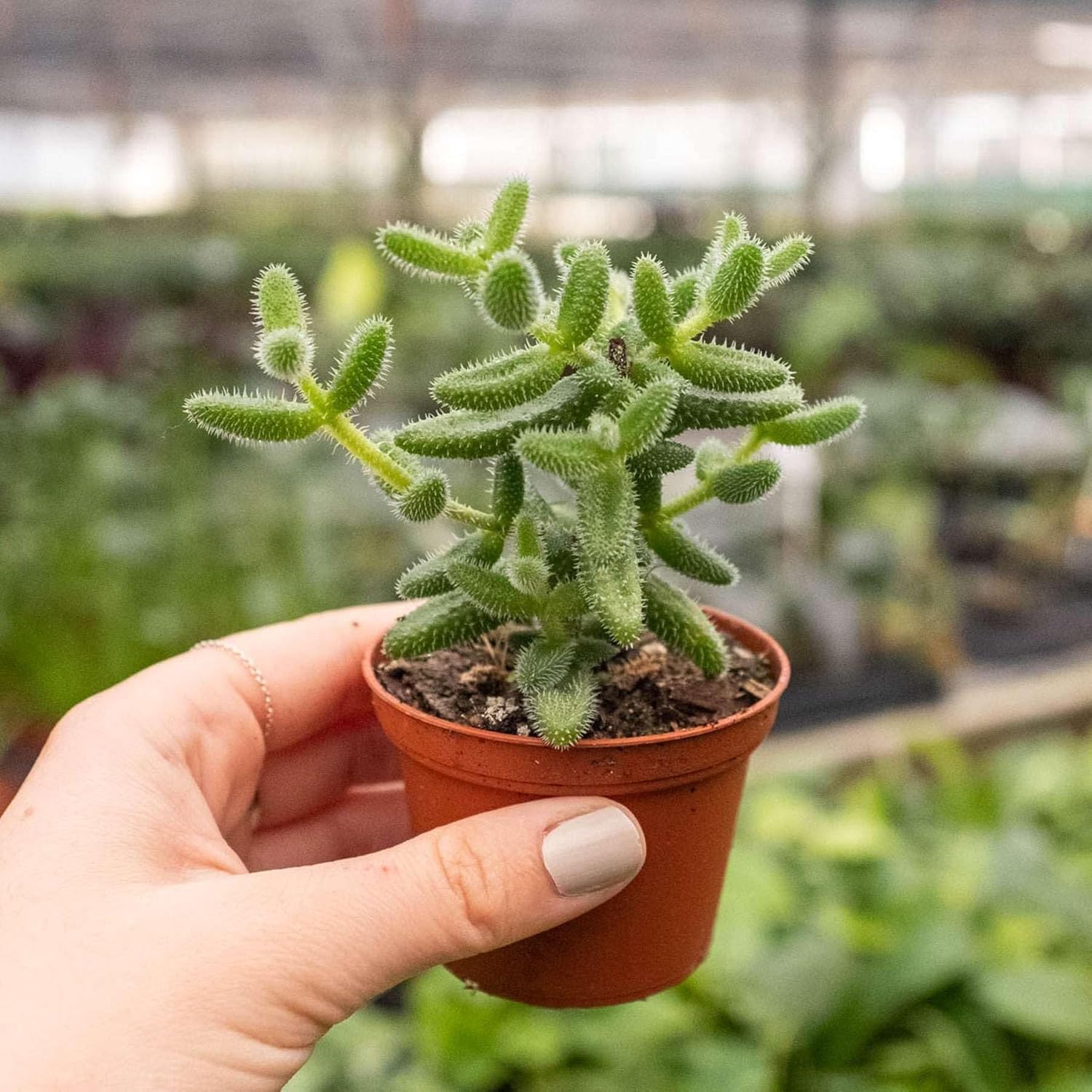 Delosperma echinatum – Planta viva para interior  Diferentes plantas de interior en maceta de 4 y 6 pulgadas  Decoración de planta de casa real para