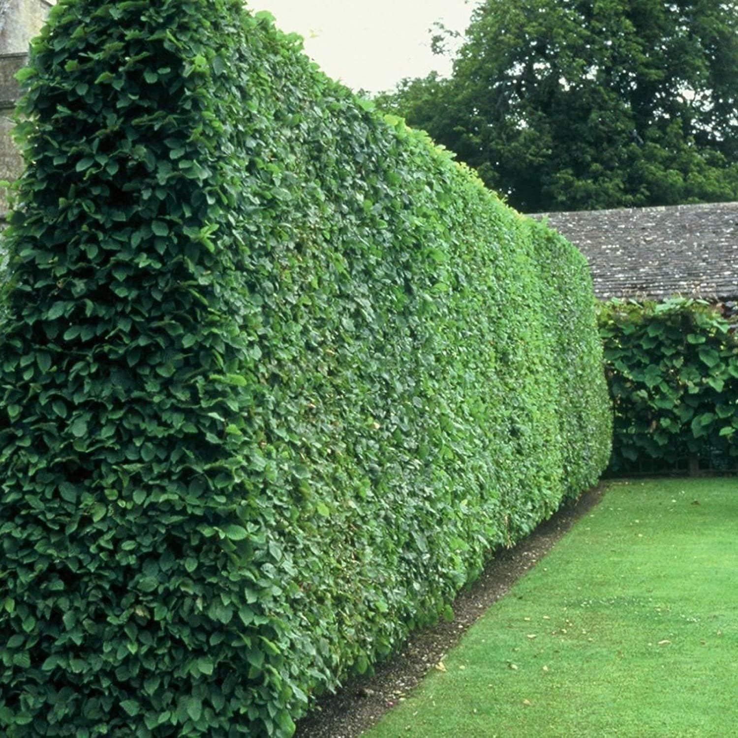 Privet de hoja rizada  Plantas de 2 galones grandes  Ligustrum Japonicum Recurvifolium  Seto de arbustos de privacidad con floración de hoja perenne