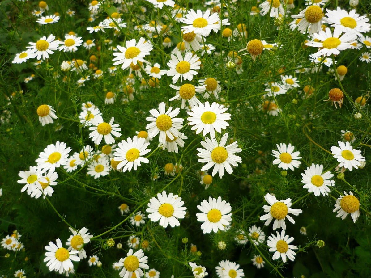 Semillas de manzanilla alemana medicinal hierba silvestre para plantar flores corte jardín reliquia sin OMG – 2500 semillas