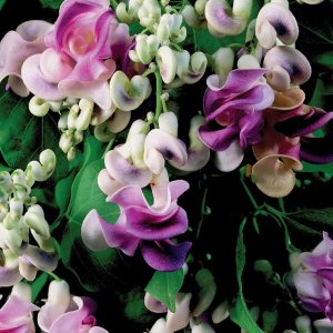 CHUXAY GARDEN Cochliasanthus Caracalla-Sacacorchos, vid de caracol, enredadera de caracol, flor de caracol, frijol de caracol, 8 semillas CHUXAY GARDEN Cochliasanthus Caracalla-Sacacorchos, vid de caracol, enredadera de caracol, flor de caracol, frijol de caracol, 8 semillas