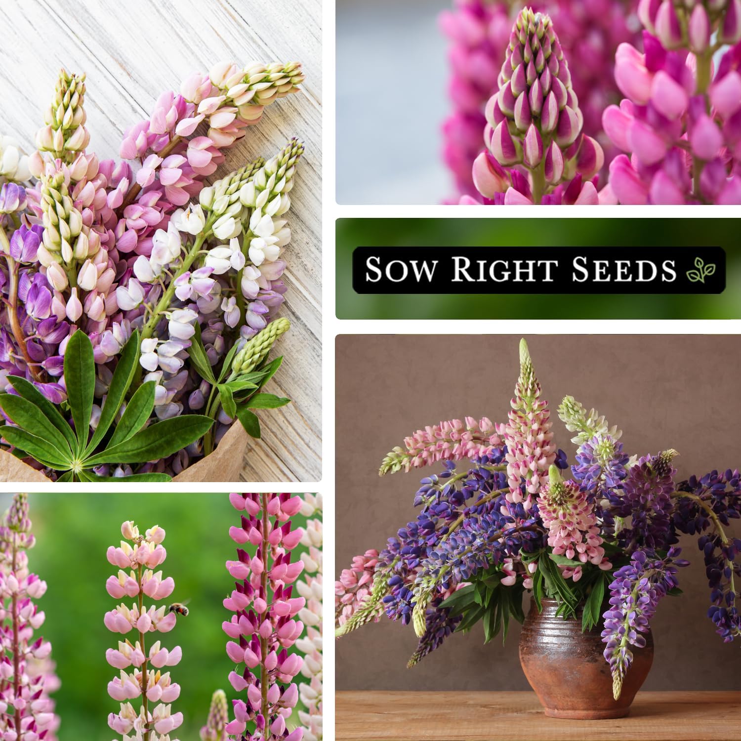 Sow Right Seeds – Semillas de altramuz Russell para plantar – Paquete de reliquia sin OMG con instrucciones para plantar en tu jardín – Flor perenne