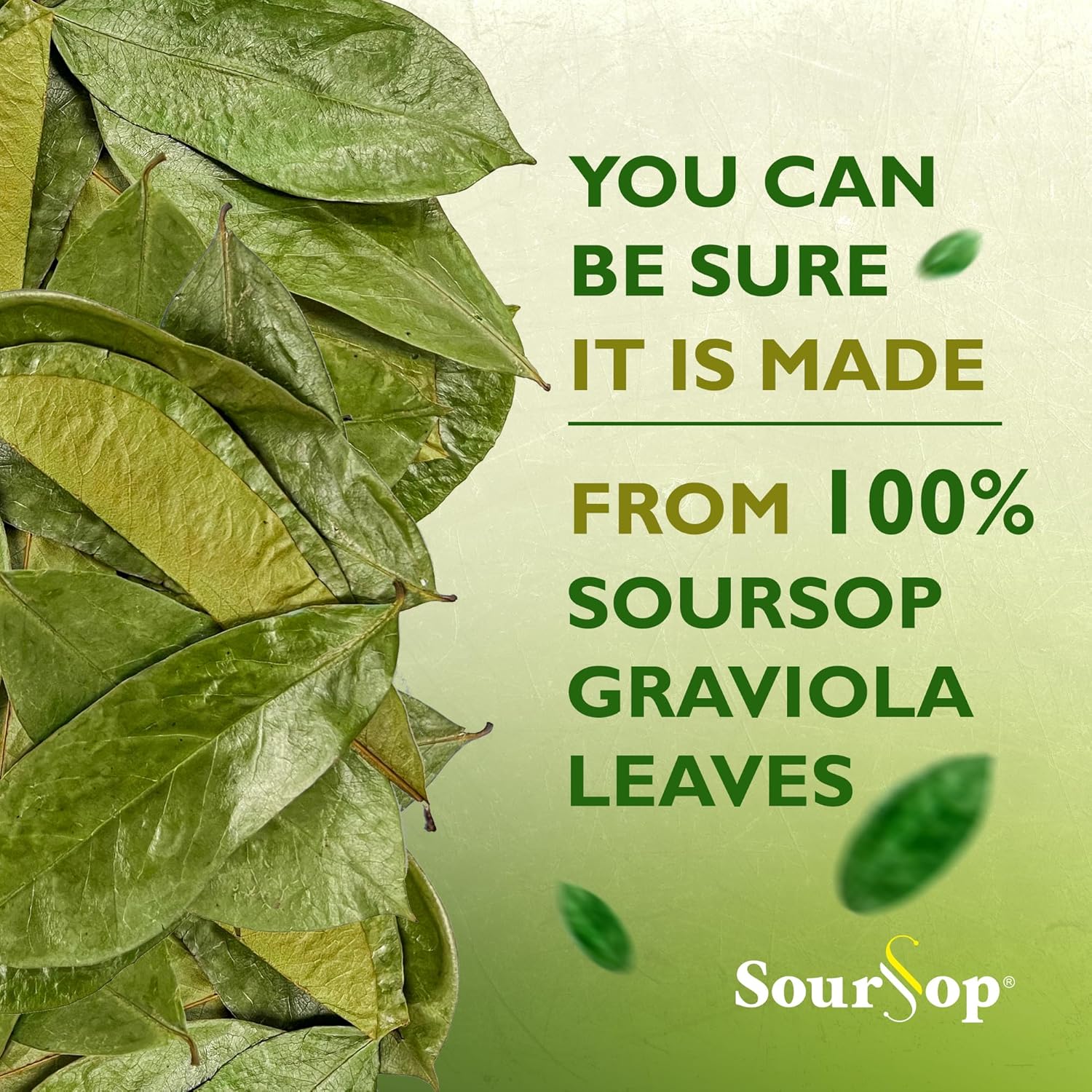 Soursop Té de hojas de graviola 30 bolsas de té orgánico
