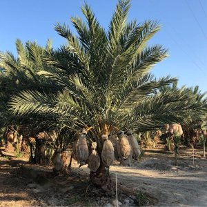 15 Semillas de palmera datilera Medjool, hoyos, Phoenix dactylifera Gran Fruta Mejhool Dates 15 Semillas de palmera datilera Medjool, hoyos, Phoenix dactylifera Gran Fruta Mejhool Dates