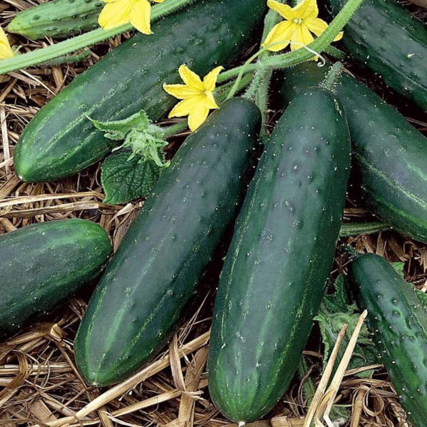 Garden Sweet – Semillas de pepino sin eructos para plantar, más de 50 semillas de reliquia por paquete, semillas de jardín de Isla (semillas de
