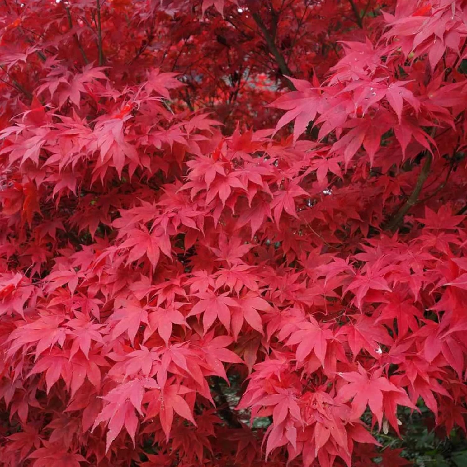 YEGAOL Garden – Semillas de arce japonés Acer Palmatum, arbusto de hoja caduca o árbol pequeño, planta ornamental en jardines, parques al aire
