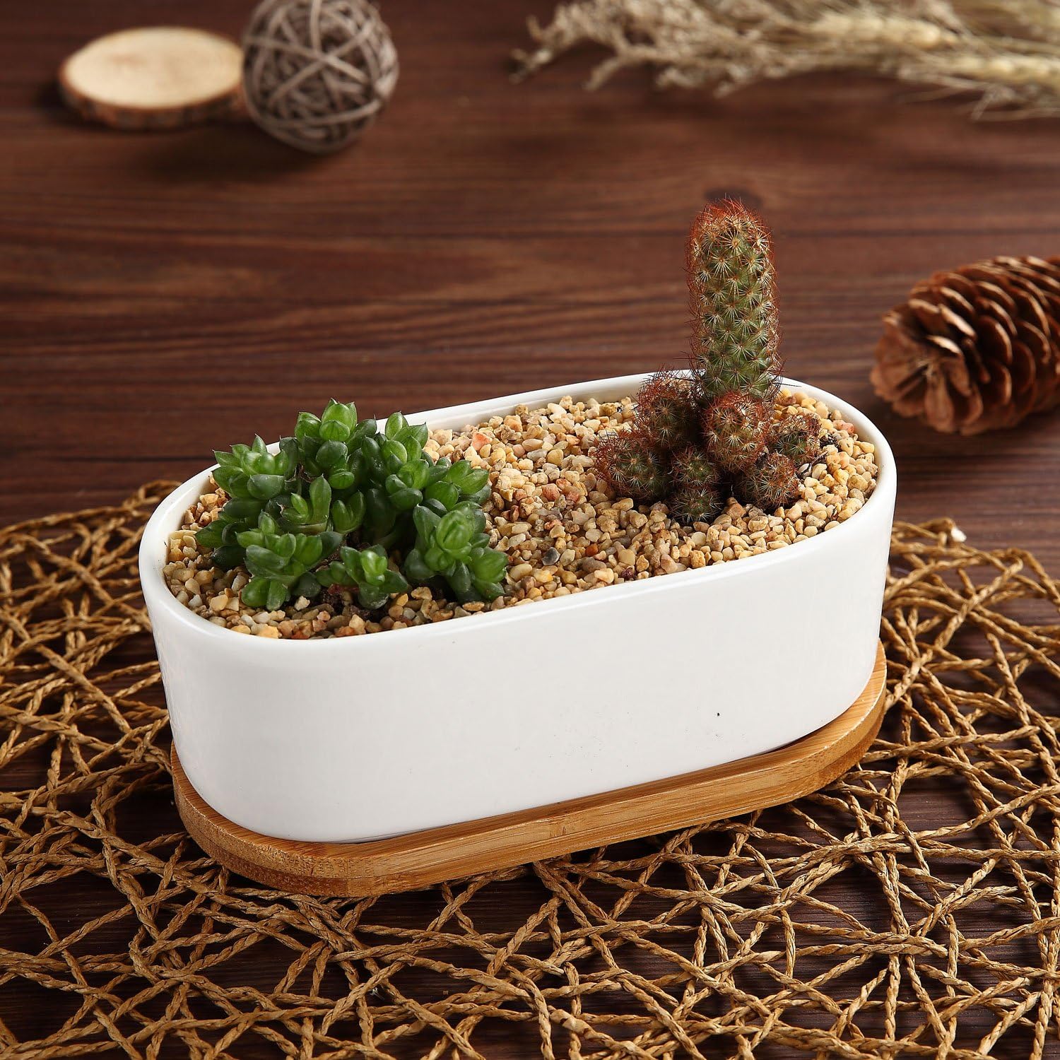 T4U Macetas pequeñas blancas para suculentas con bandeja de bambú, contenedor ovalado para plantas de cactus para decoración de mesa de oficina en