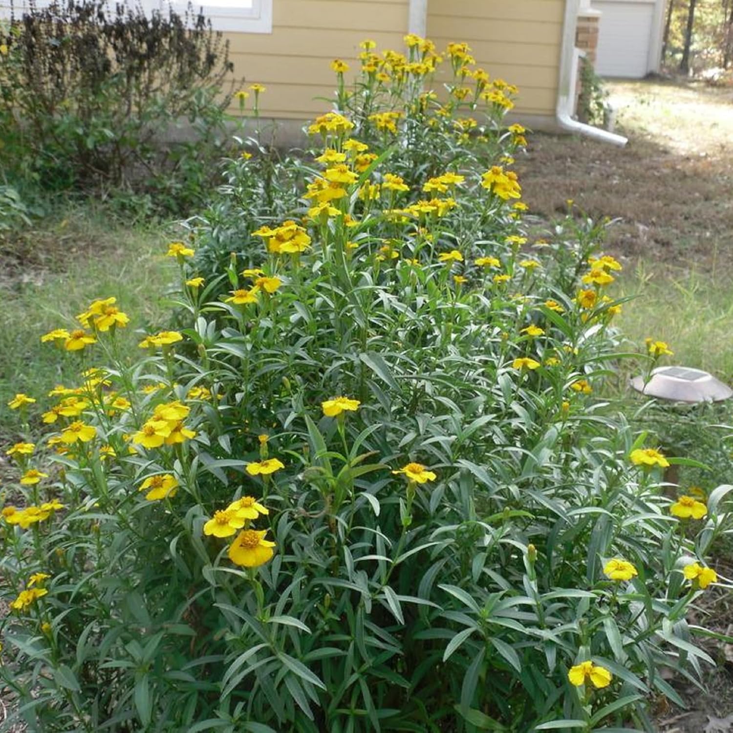 CHUXAY GARDEN Semillas de caléndula de menta mexicana 30 semillas encantadoras flores amarillas estragón mexicano condimento comestible plantas