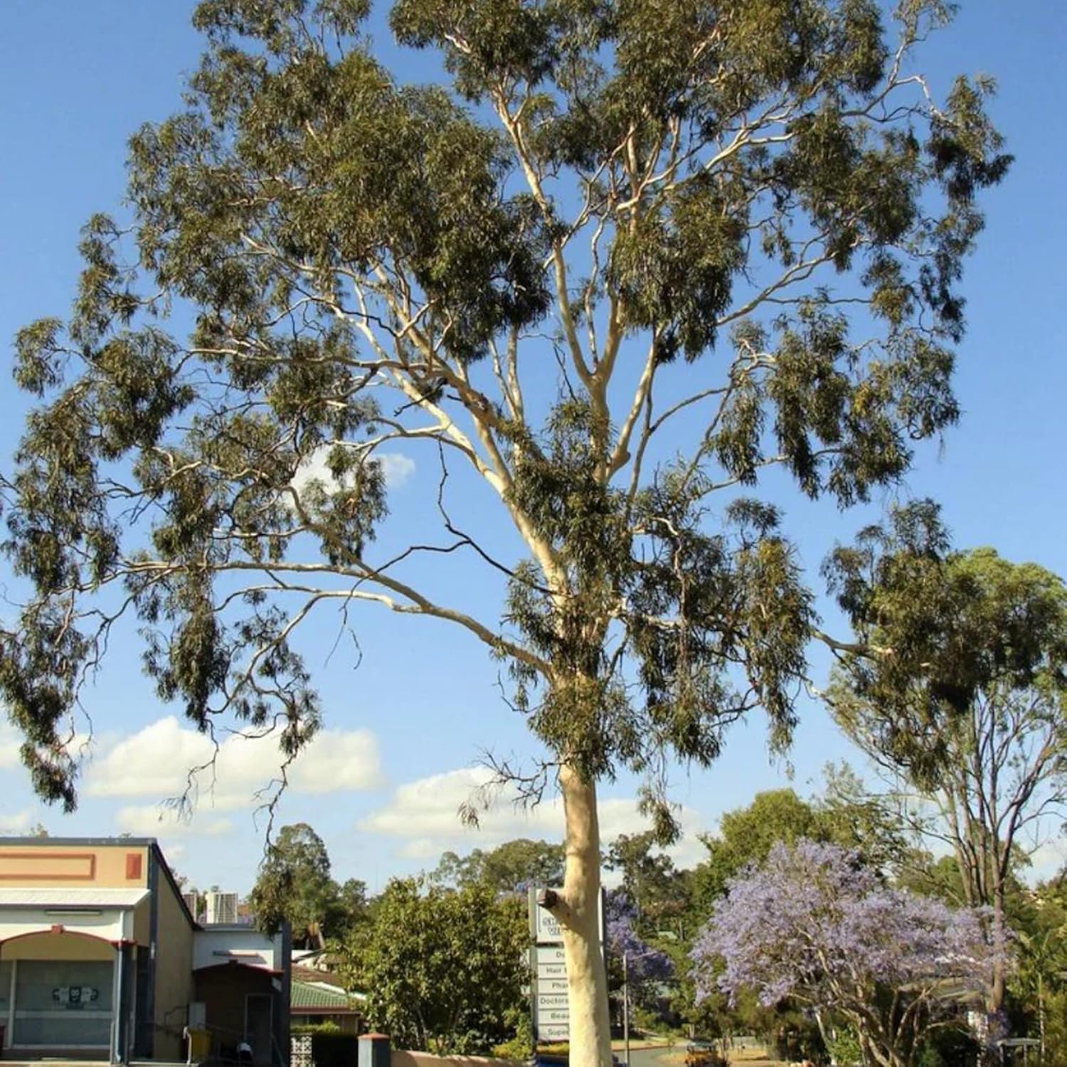 YEGAOL Garden – Semillas de Citriodora de Corymbia – Goma de mascar perfumada con aroma a limón, tolerante a la sequía, fácil de cultivar y cuidar,
