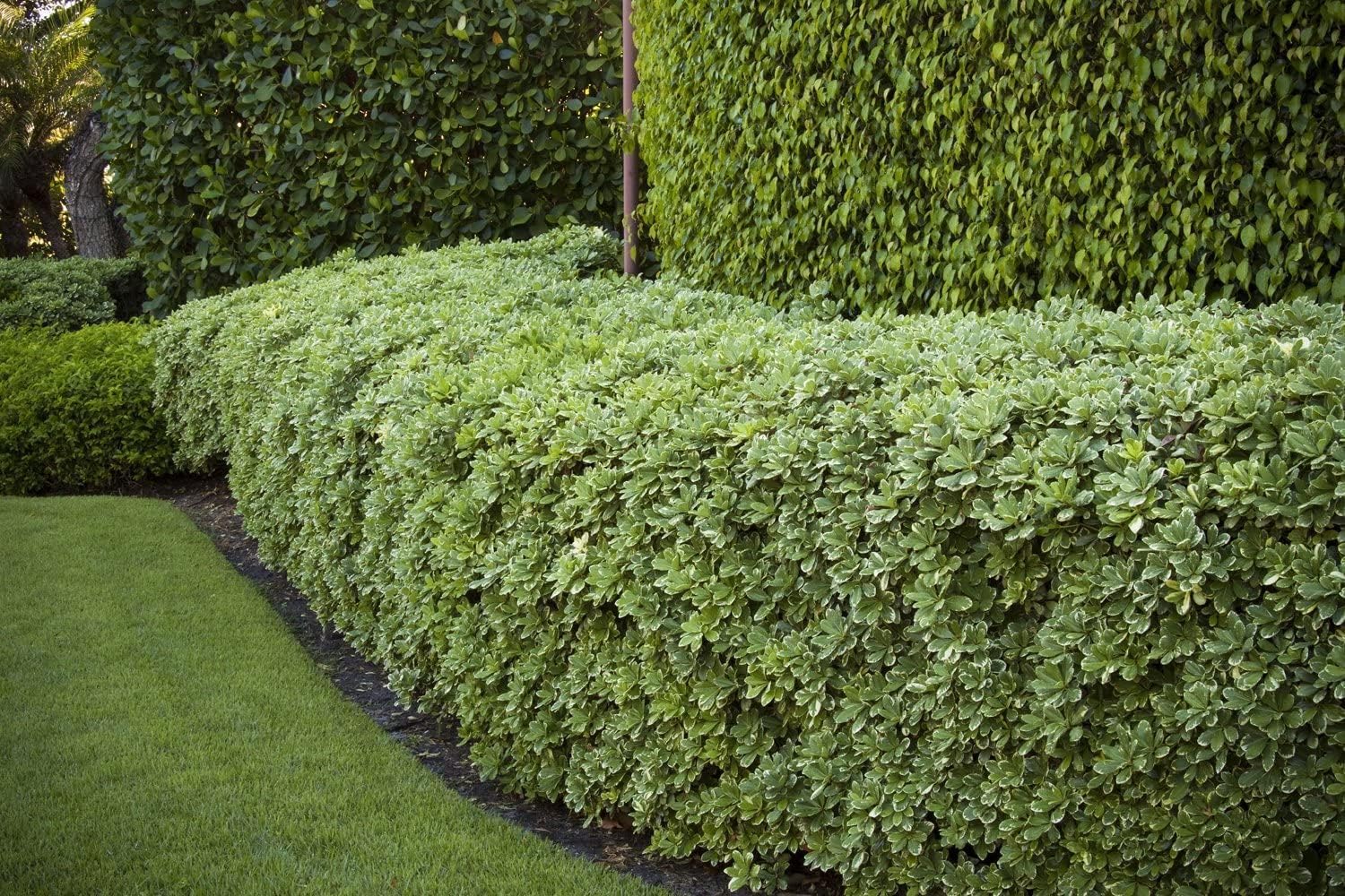 Pittosporum abigarrado  20 plantas vivas  Pittosporum Tobria Variegatum  Arbusto de seto con acento de borde de hoja perenne