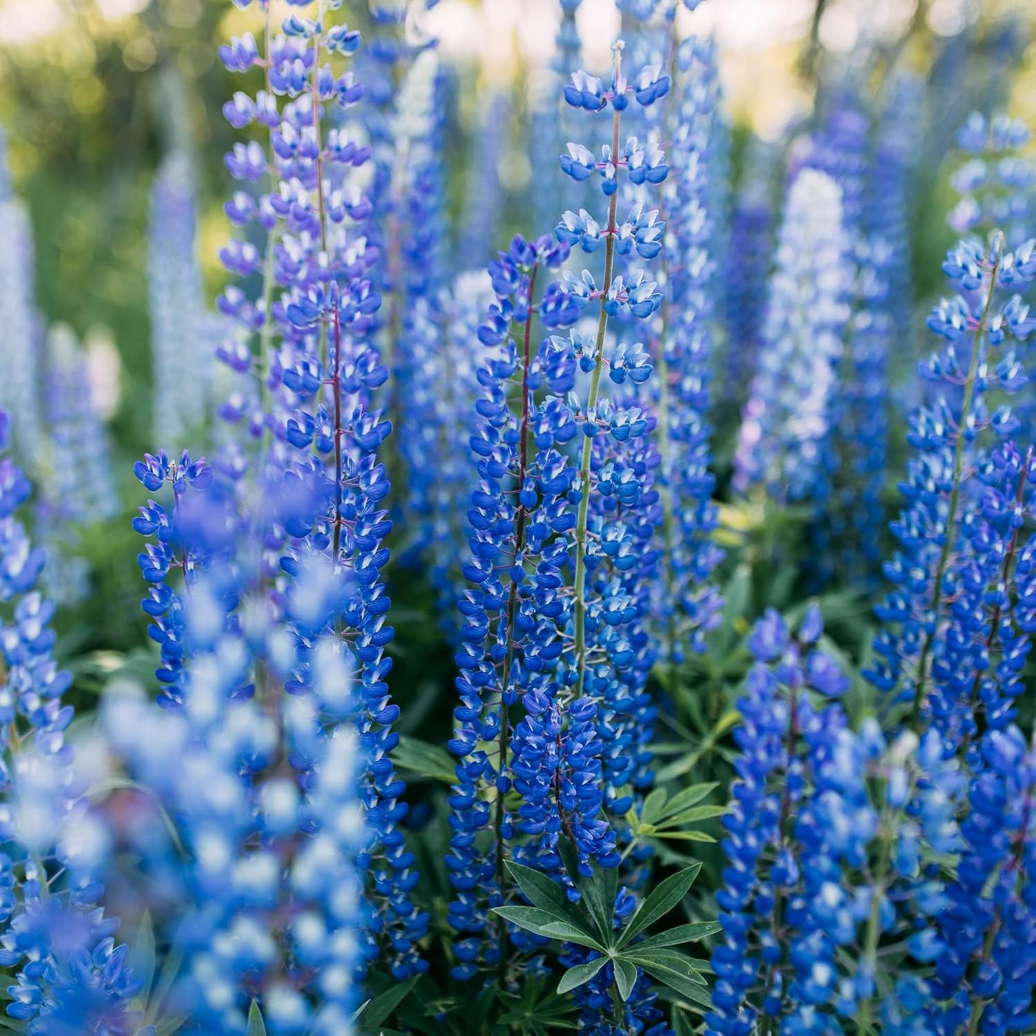 Semillas de plantas de flor de altramuz azul perenne (Lupinus perennis) – Más de 750 semillas premium – Sin OMG