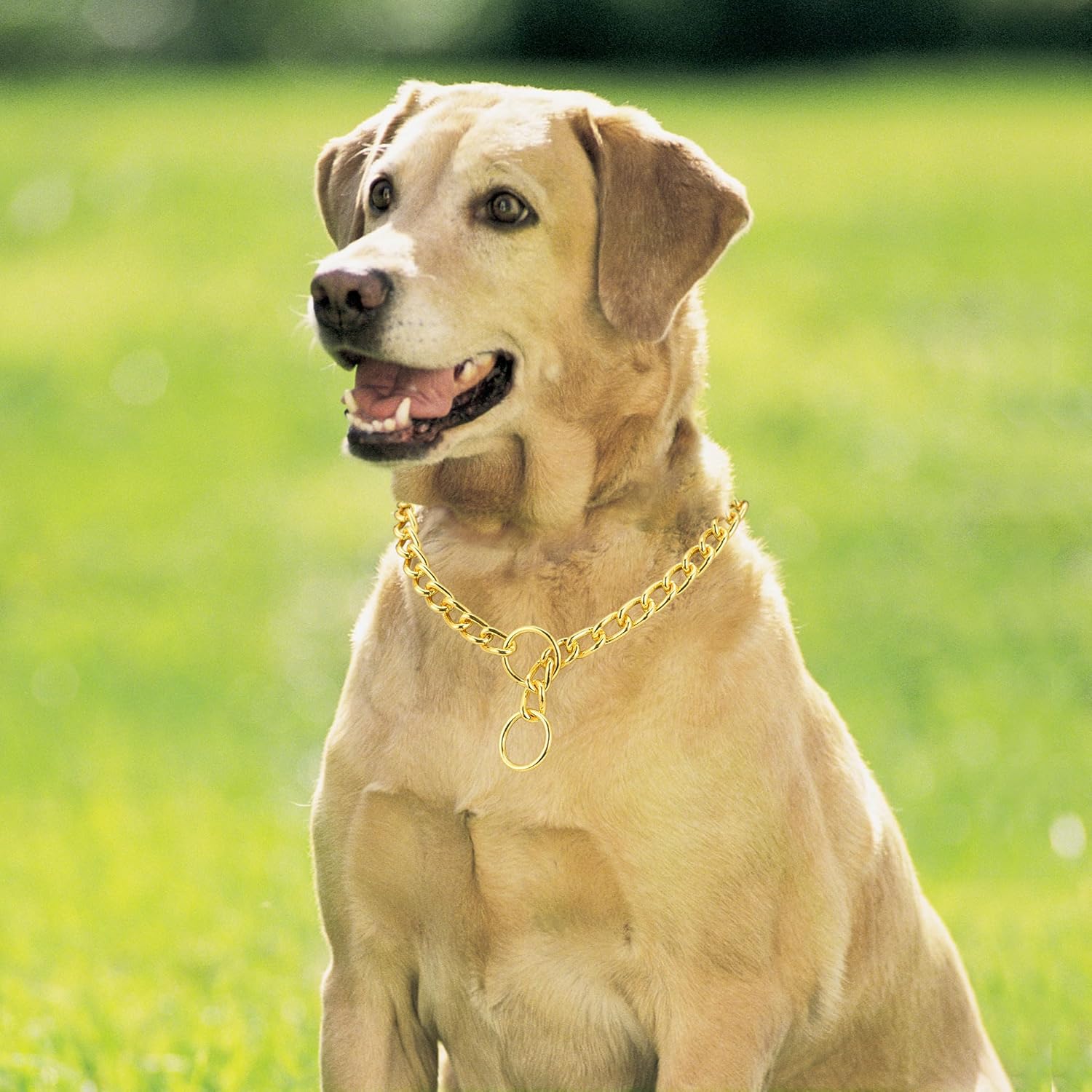 Mogoko Collar de cadena de acero inoxidable para perro, collar de metal para cachorros, collar deslizante de cadena en P para entrenamiento de