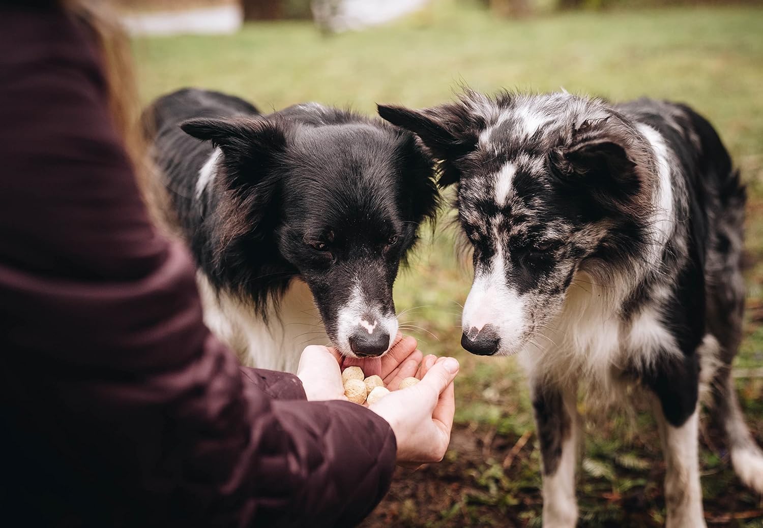 Muenster Perfect Balance – Harina de pollo con granos antiguos  Alimento seco para perros sin gluten  croquetas completas y equilibradas para perros