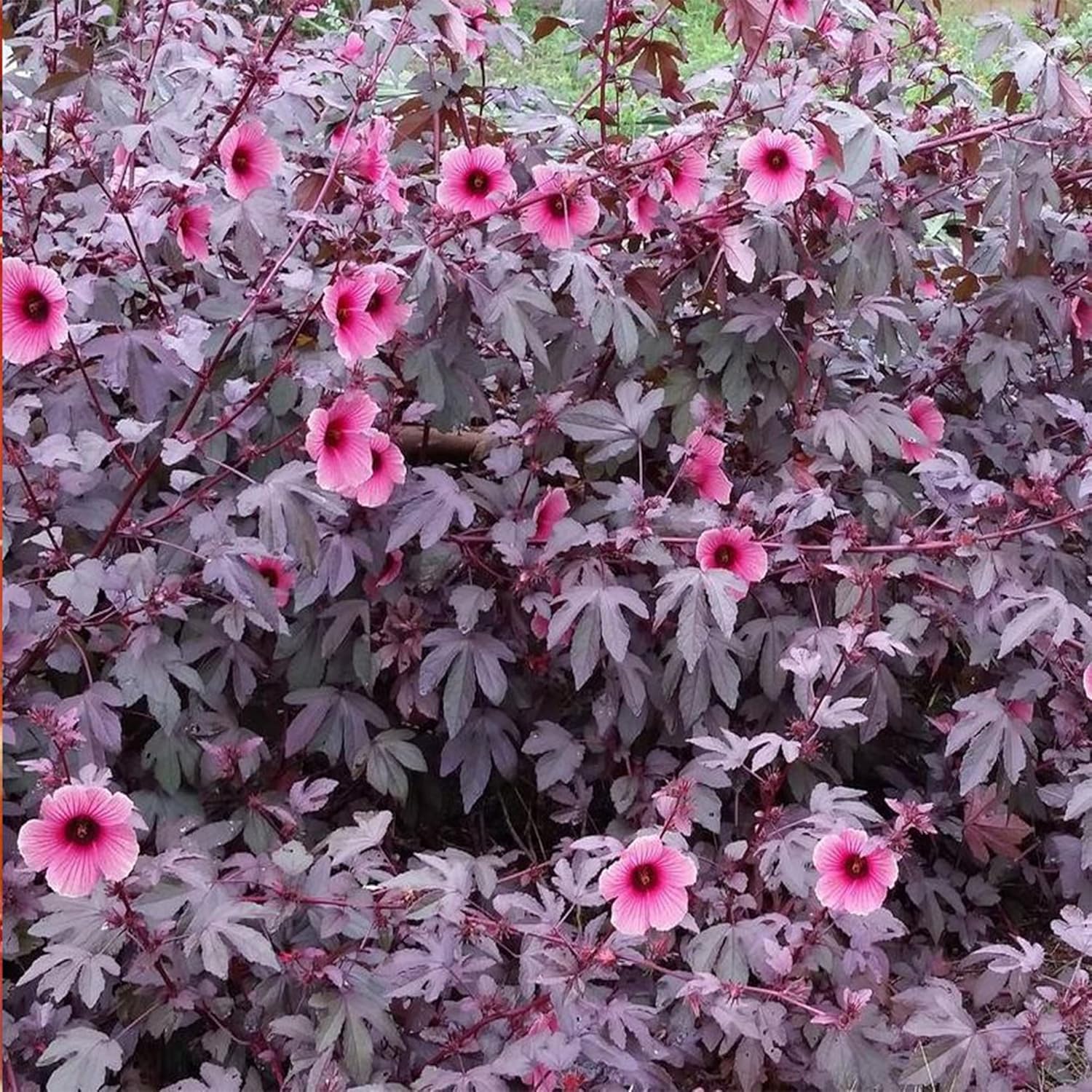 5 Hibiscus Cranberry, Semillas de arándano,Hibiscus Acetosella, Comestibles – QAUZUY GARDEN