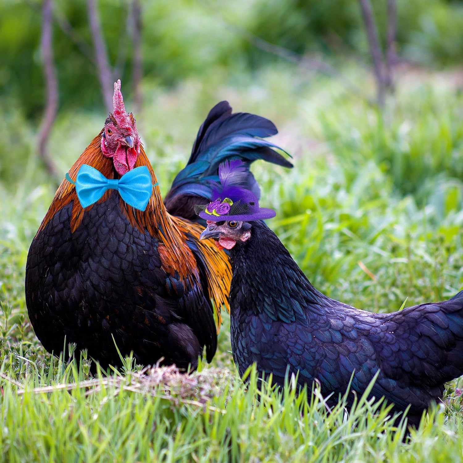 ComiMag 6 pajaritas de pollo, collar de gallo, collar de cuervo, arco de hámster, arco de loro, lazo de pájaro, lazo de animal pequeño, 12