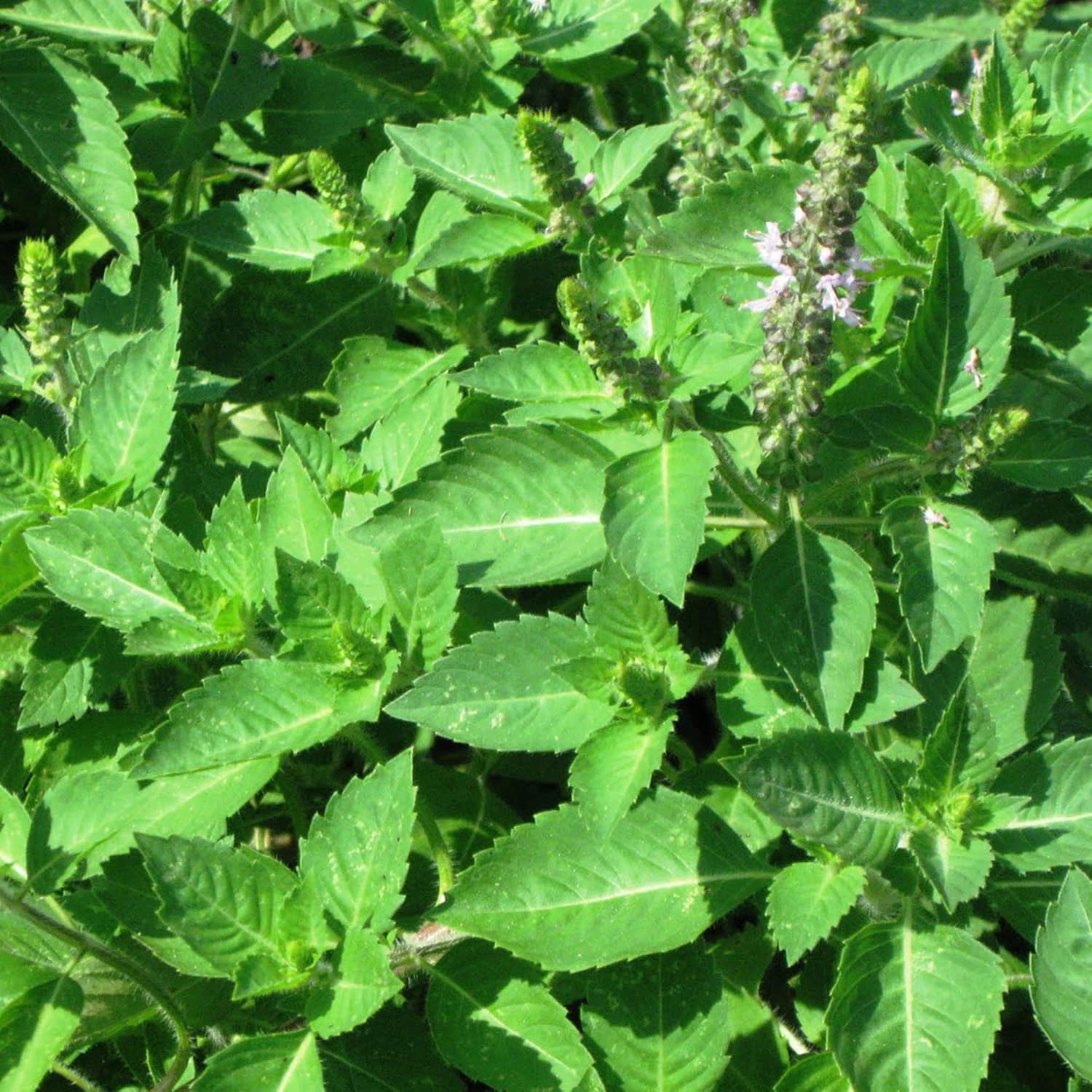 YEGAOL Garden – Semillas de albahaca sagrada Tulsi, Ocimum Tenuiflorum, hierbas aromáticas, beneficios para la salud, recipientes para jardín