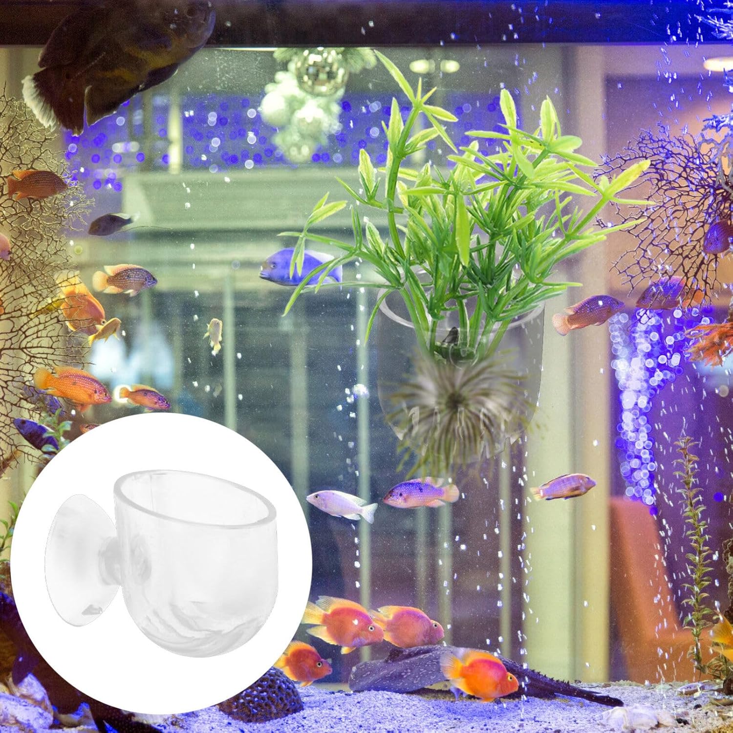 Ipetboom 4 macetas colgantes para acuario, comedero de acuario, pecera, maceta, acuario, alimentación, tazas, decoración, pecera, pecera, acrílico,