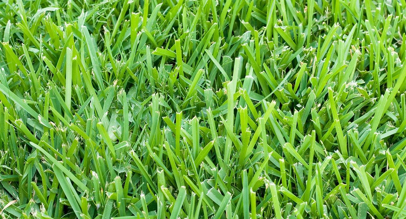 St. Augustine ‘Floratam’ – Tapones de césped de 3 pulgadas, 6 tapones vivos extra grandes, césped tolerante a la sequía, la sal y la sombra