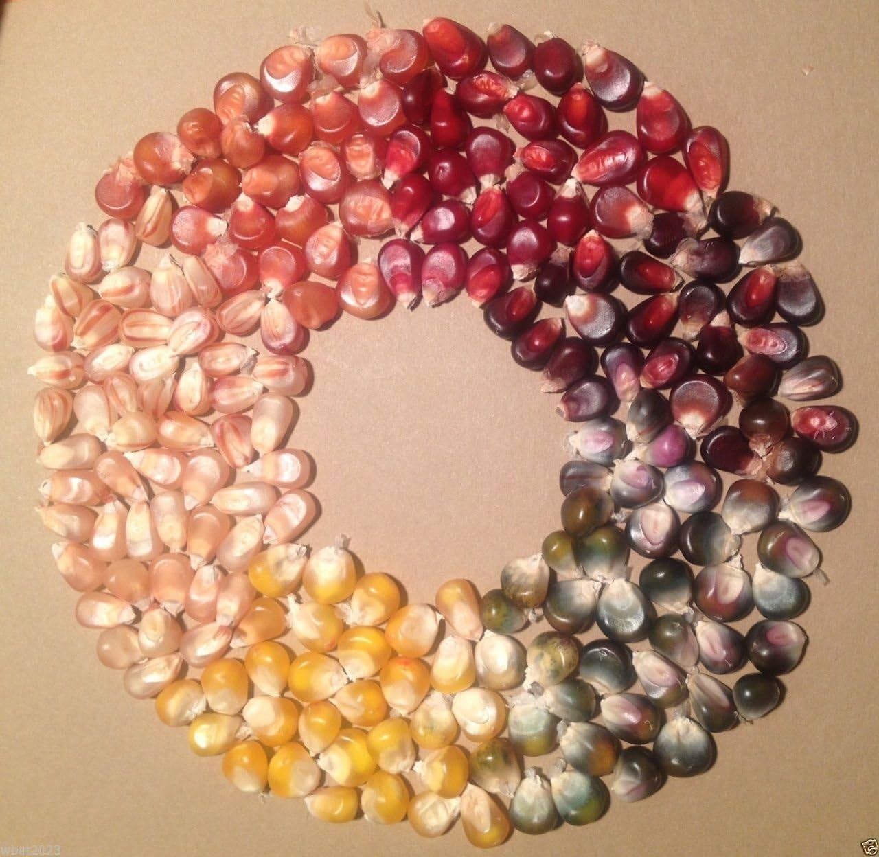 Calico Popcorn Seeds-Zea mays- Heirloom-Sin tratar, palomitas gourmet difíciles de encontrar (50 semillas)