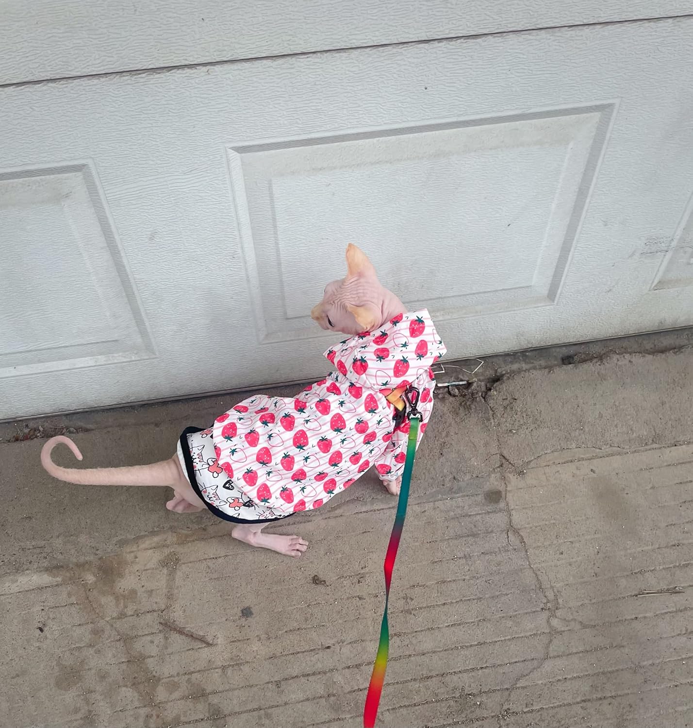 Ropa de verano para gatos sin pelo, ropa de protección solar anti-ultravioleta, chaqueta delgada de manga larga con capucha para Sphynx, Cornish